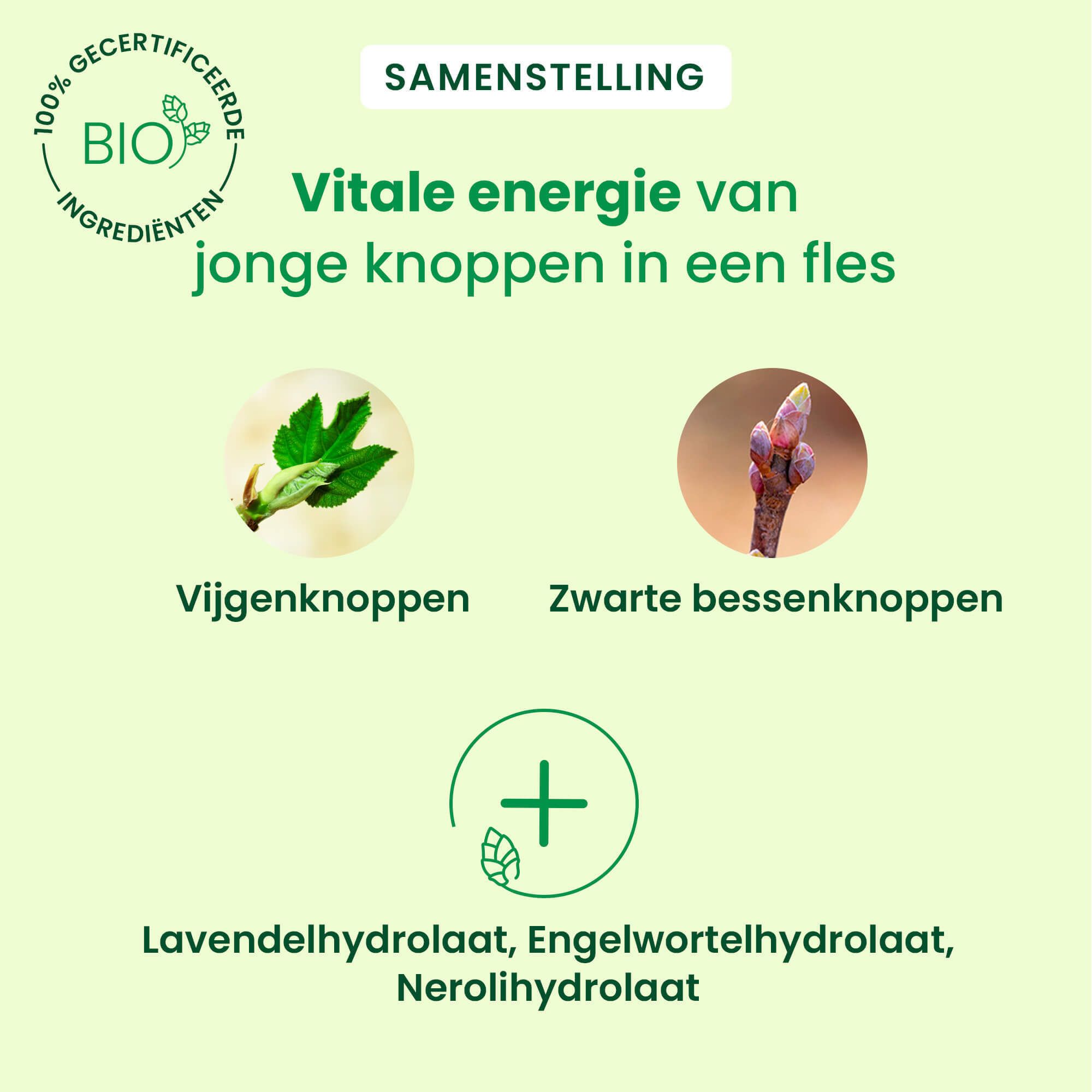 Afbeelding van vijgenknoppen en zwarte bessenknoppen. Tekst: Vitale energie van jonge knoppen in een fles.