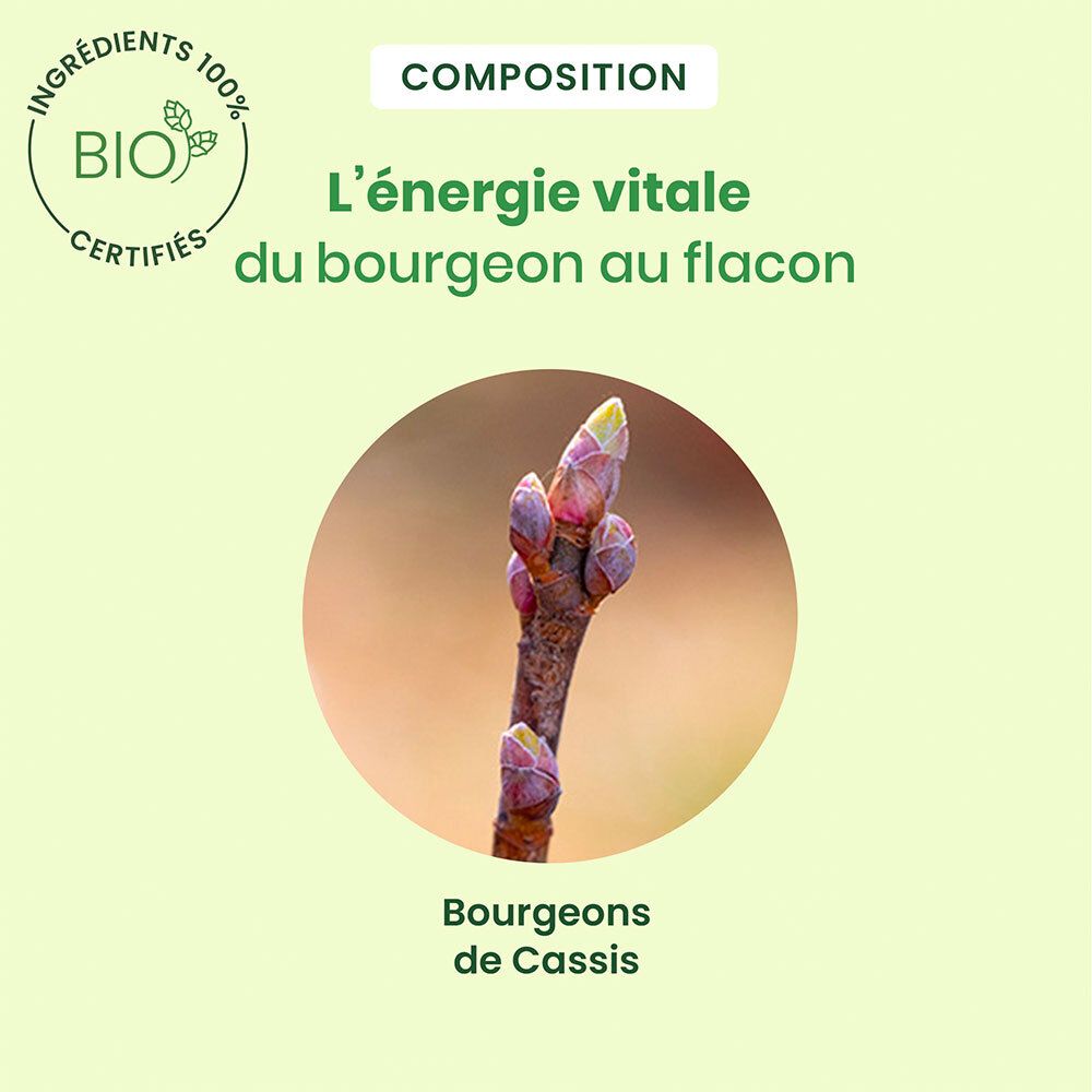 HerbalGem Cassis Bio