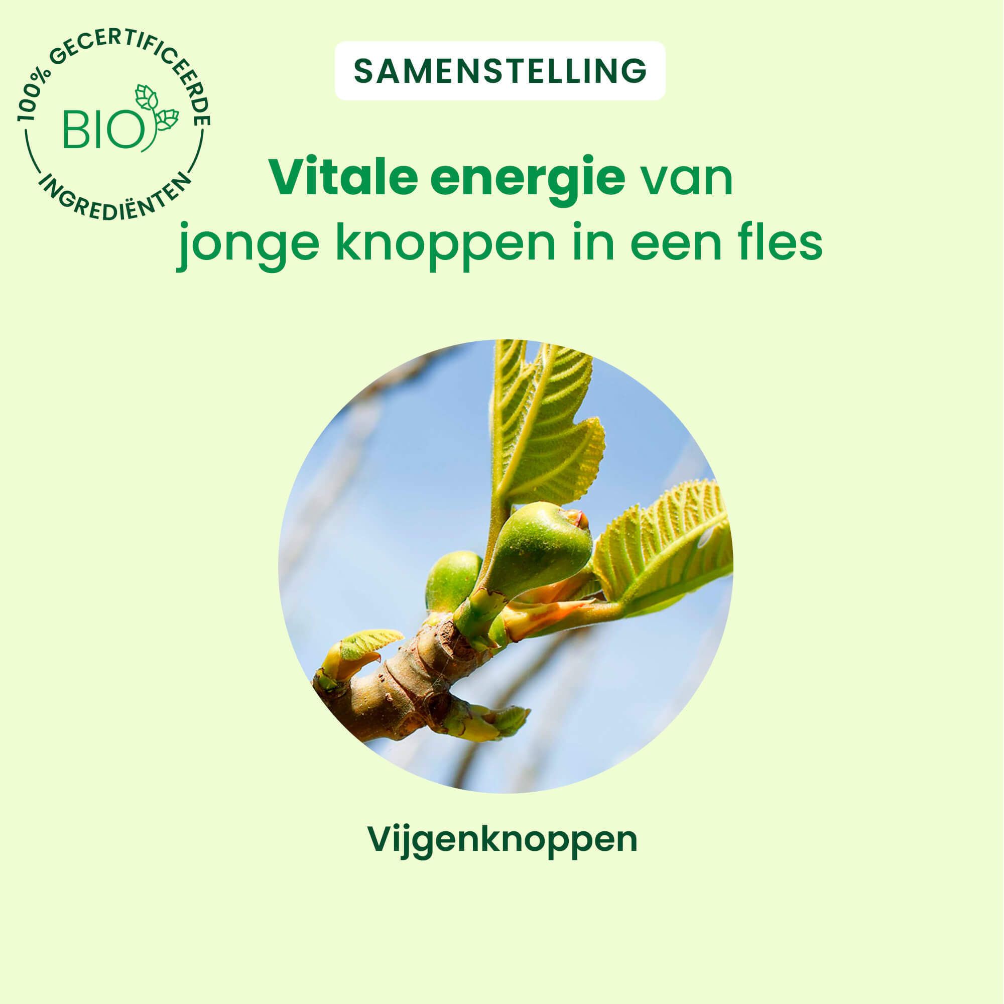 Blad met tekst. Energie uit knoppen. Bio-certificering. HerbalGem Figuier Vijgenboom Spray.