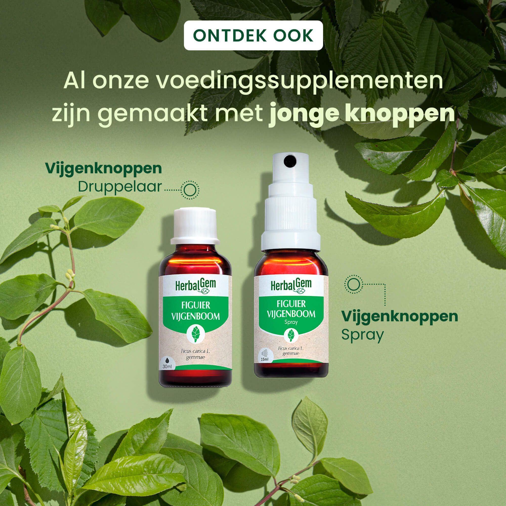 Twee flessen en bladeren. HerbalGem Figuier Vijgenboom Spray en druppels. Tekst: Voedingssupplementen.