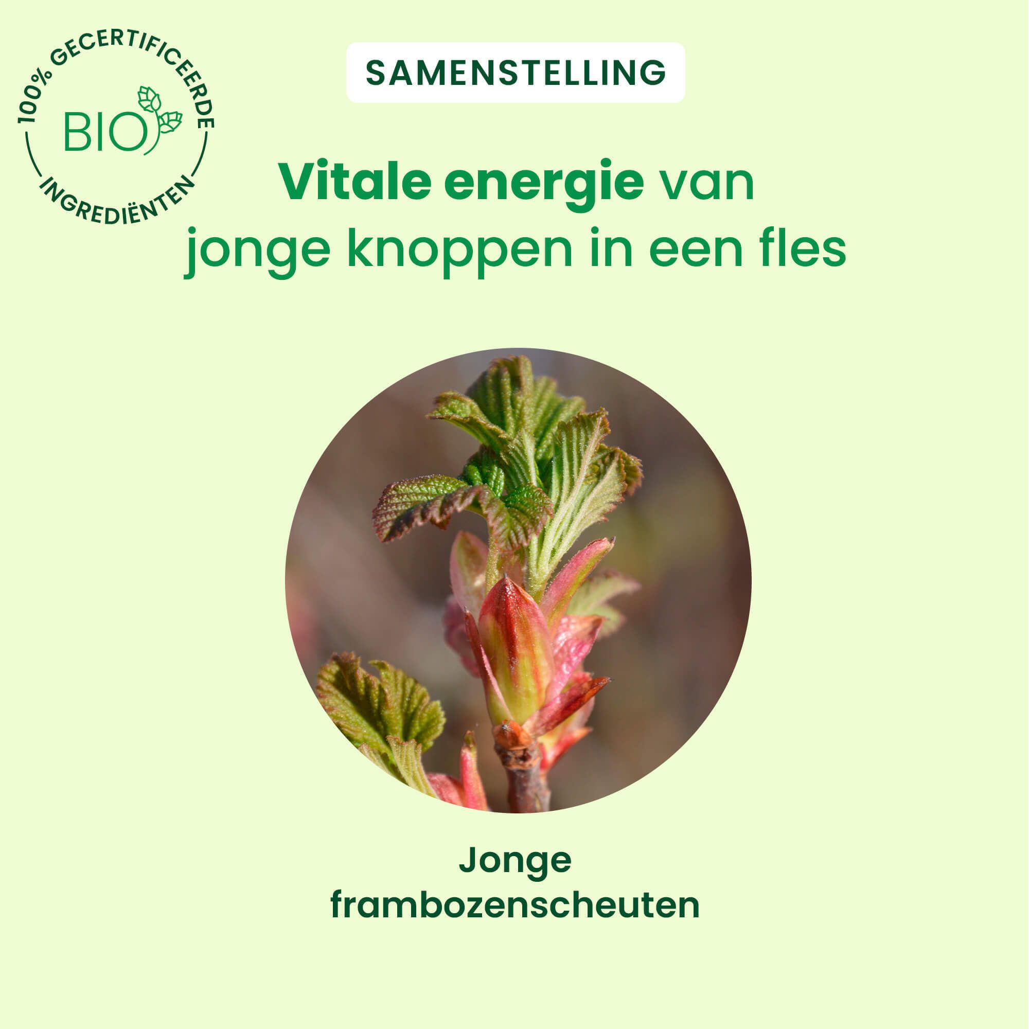 Close-up van jonge frambozenknoppen. Tekst: Vitale energie van jonge knoppen in een fles.