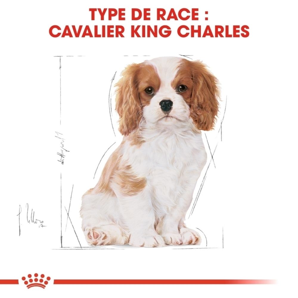 Avant du sac de nourriture Royal Canin Cavalier King Charles Puppy 1,5 kg avec graphiques sur le soutien immunitaire, cardiaque et digestif.