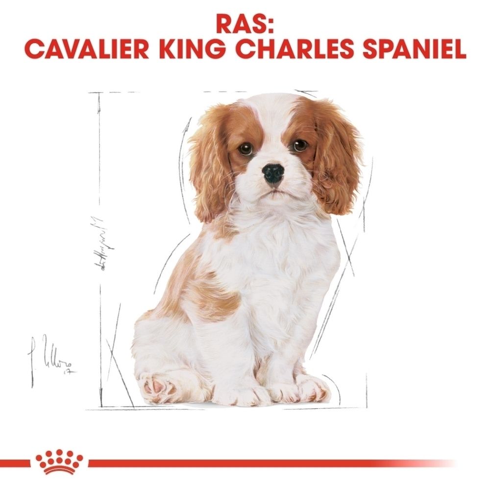 Voorkant van de Royal Canin Cavalier King Charles Puppy 1,5 kg voerzak met grafieken voor immuun-, hart- en spijsverteringsondersteuning.
