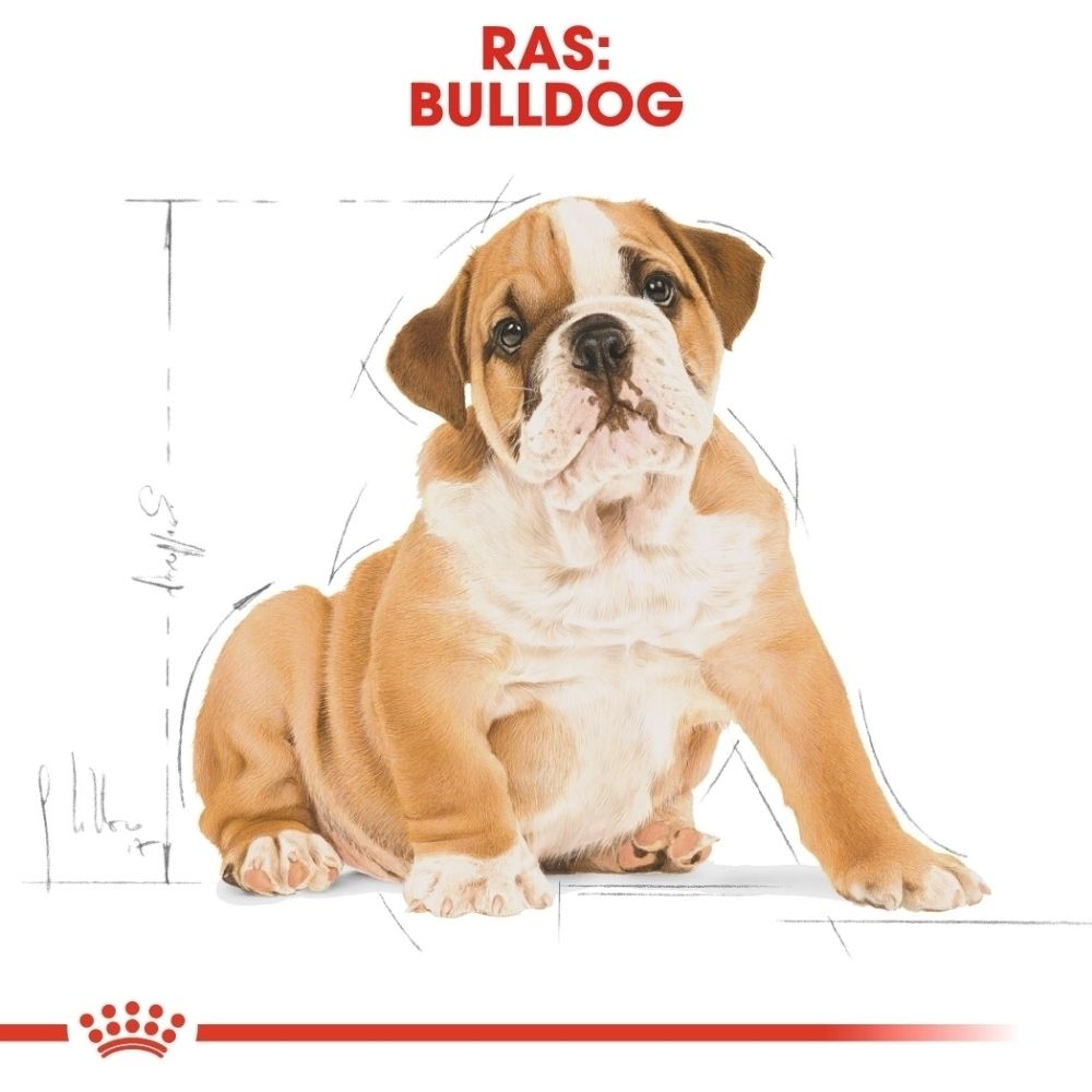 Grafiek die de levensfasen van een Bulldog puppy van 2 tot 12 maanden toont.