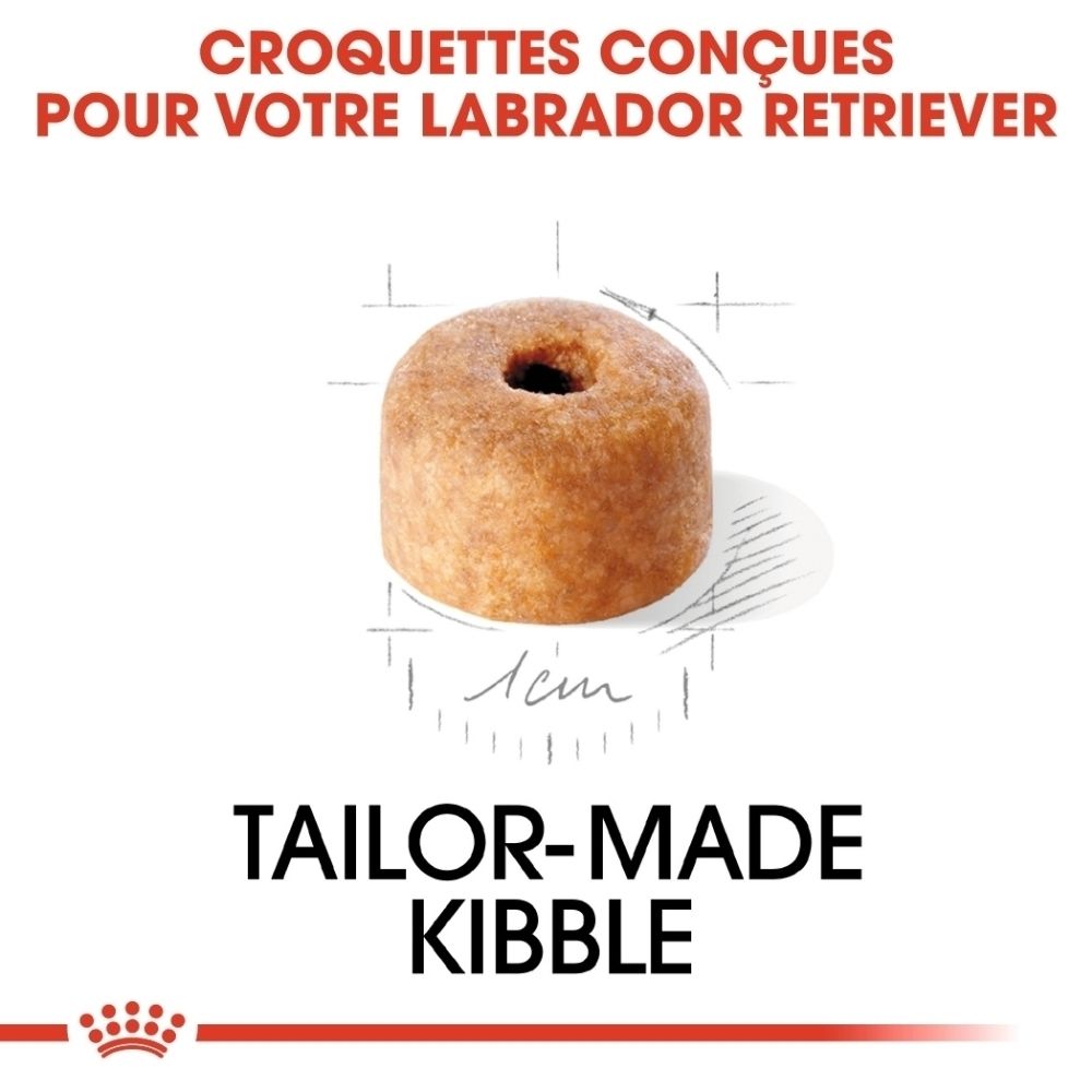 Graphique montrant les phases de vie du chiot Labrador à l'âge adulte.