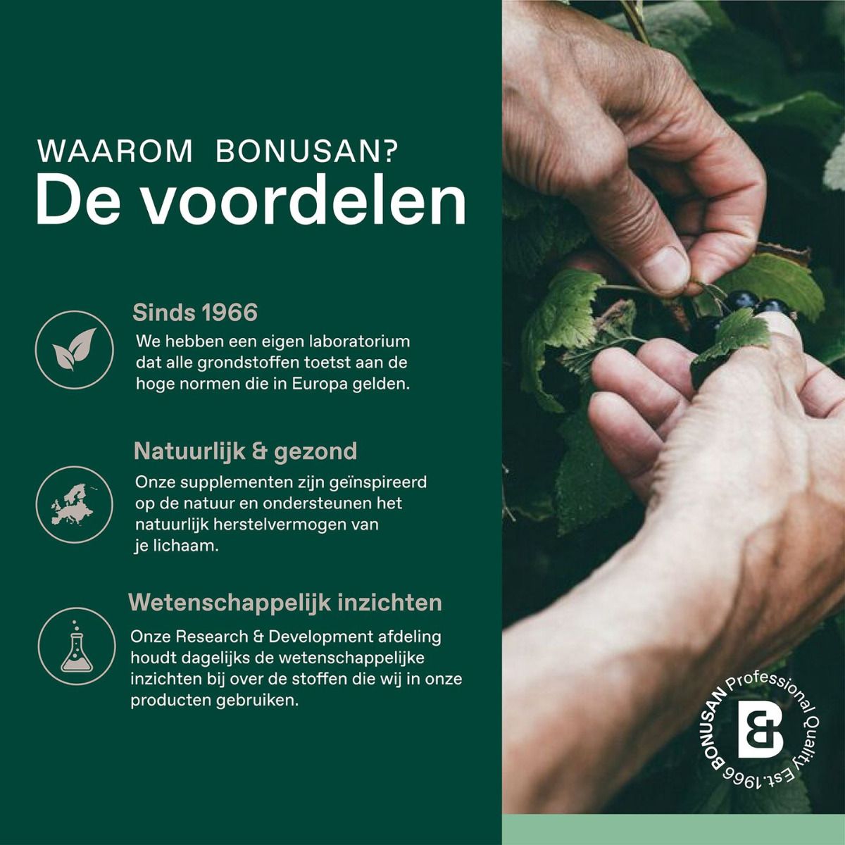 Handen plukken bessen. Tekst over voordelen van Bonusan: laboratorium, natuurlijk, wetenschappelijk.