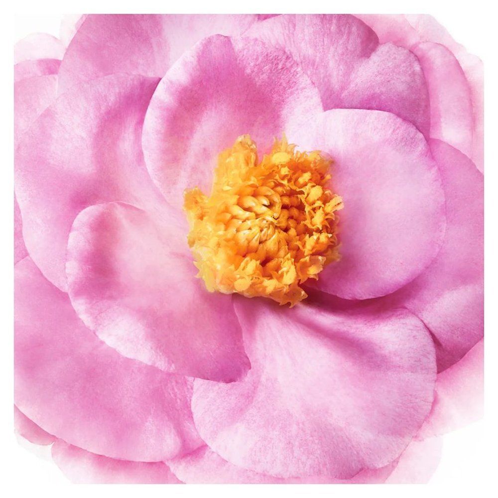 Tube de crème sans rinçage Nuxe Hair Prodigieux, rose, avec informations produit.