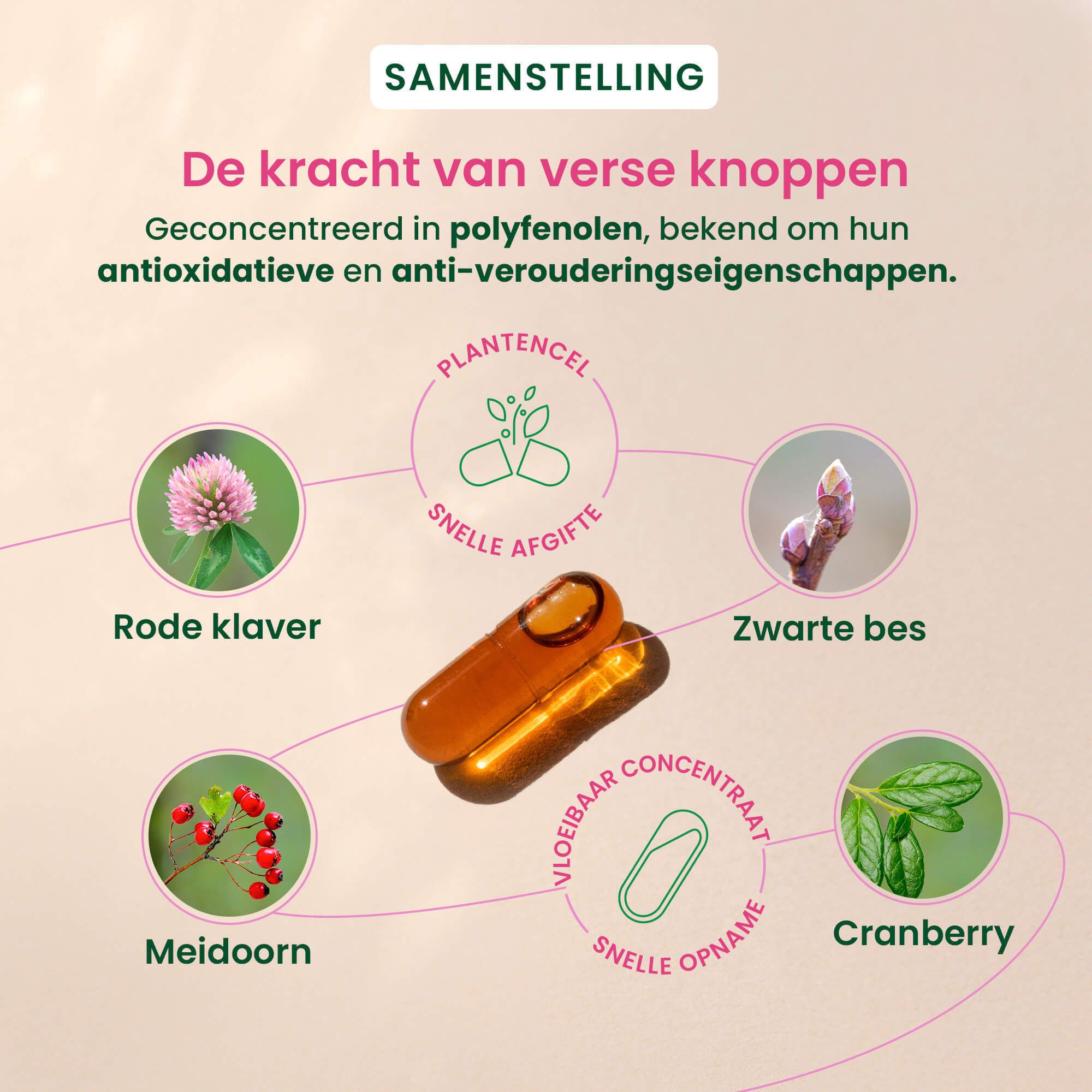Herbalgem Menopauze. Ingrediënten: Rode klaver, zwarte bes, meidoorn, cranberry. Capsule.