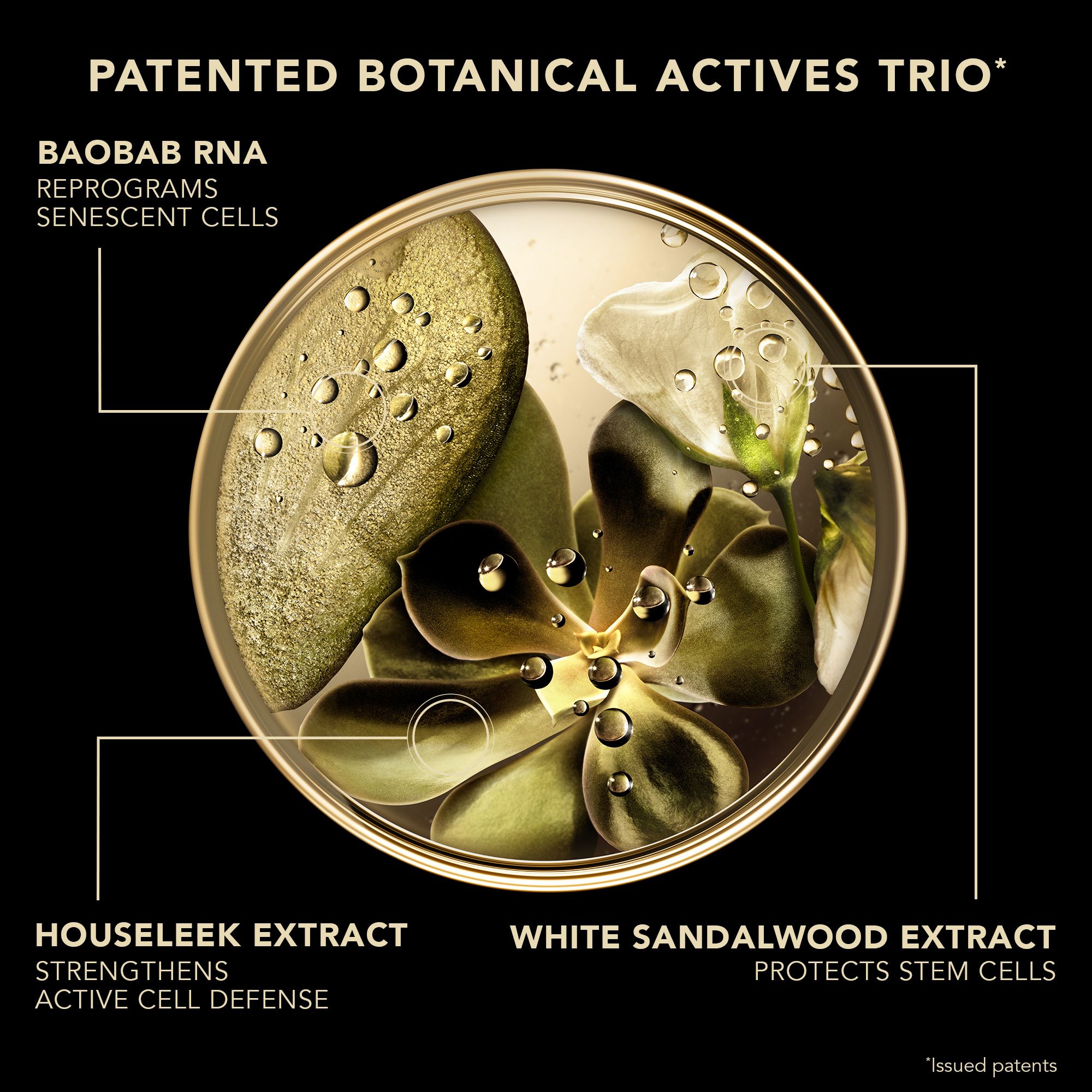 Gros plan sur des composants végétaux. Texte : PATENDED BOTANICAL ACTIVES TRIO.