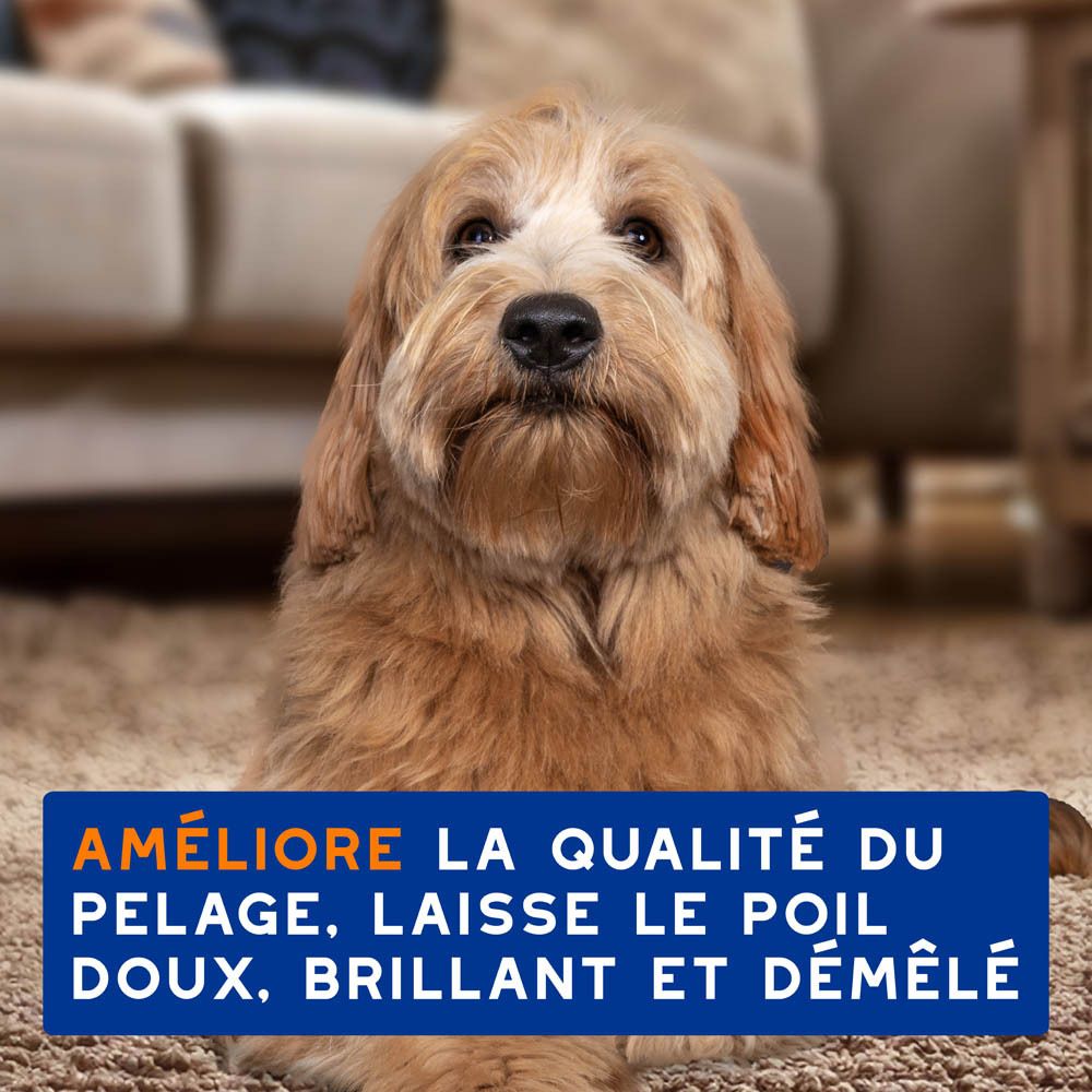 Chien avec mousse. Texte: Nettoie et hydrate la peau et démêle le pelage en toute sécurité.