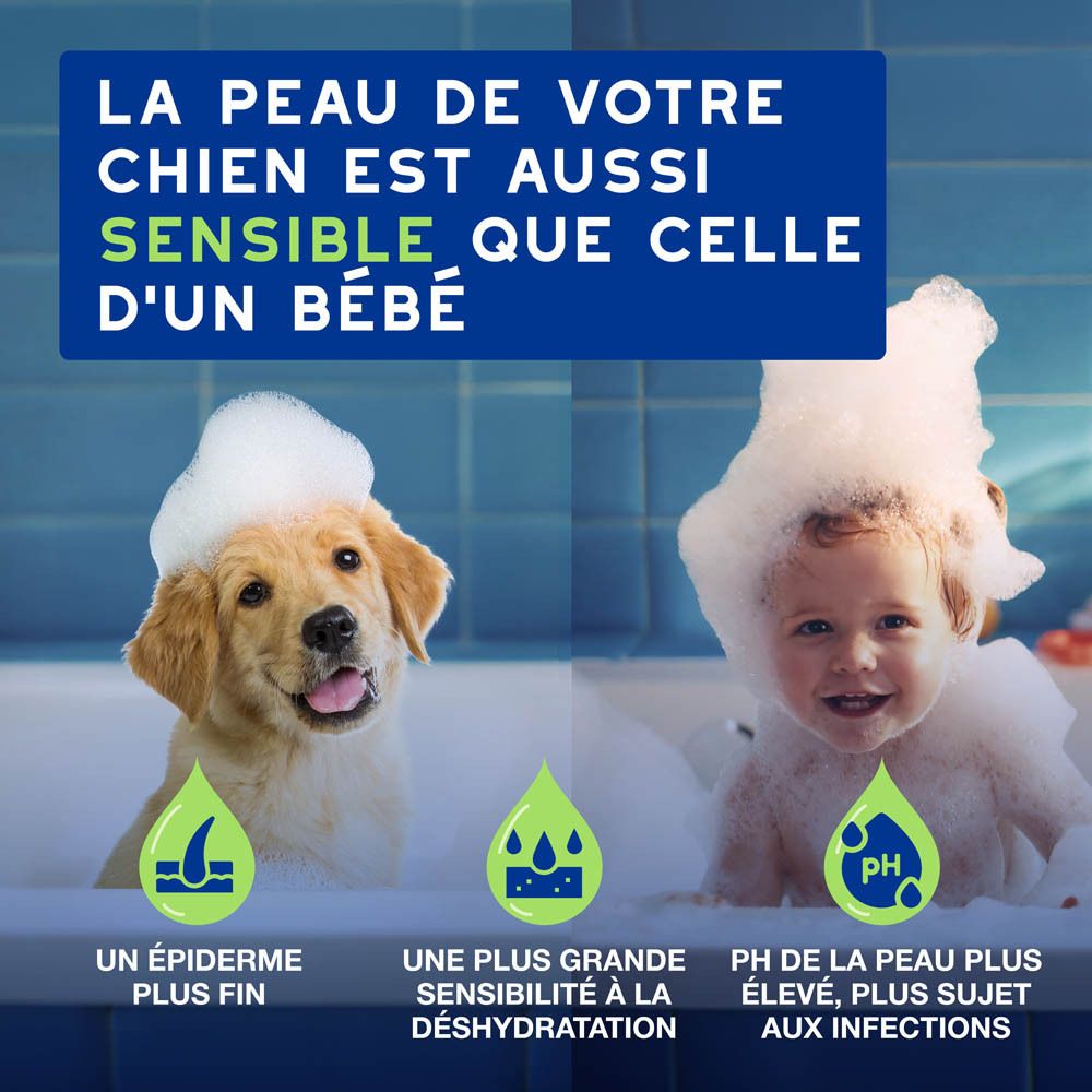 Chien dans un bain moussant. Texte sur le nettoyage et l'hydratation.