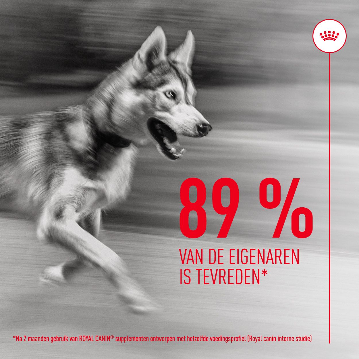 Grote kartonnen doos met husky-afbeeldingen en tekst "Joint & Ageing Chews".