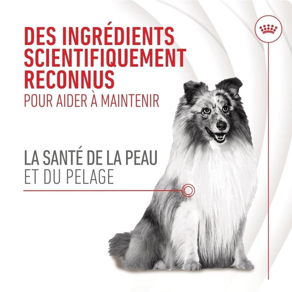 Un chien assis fait la publicité de la santé de la peau et du pelage avec des ingrédients scientifiquement reconnus.