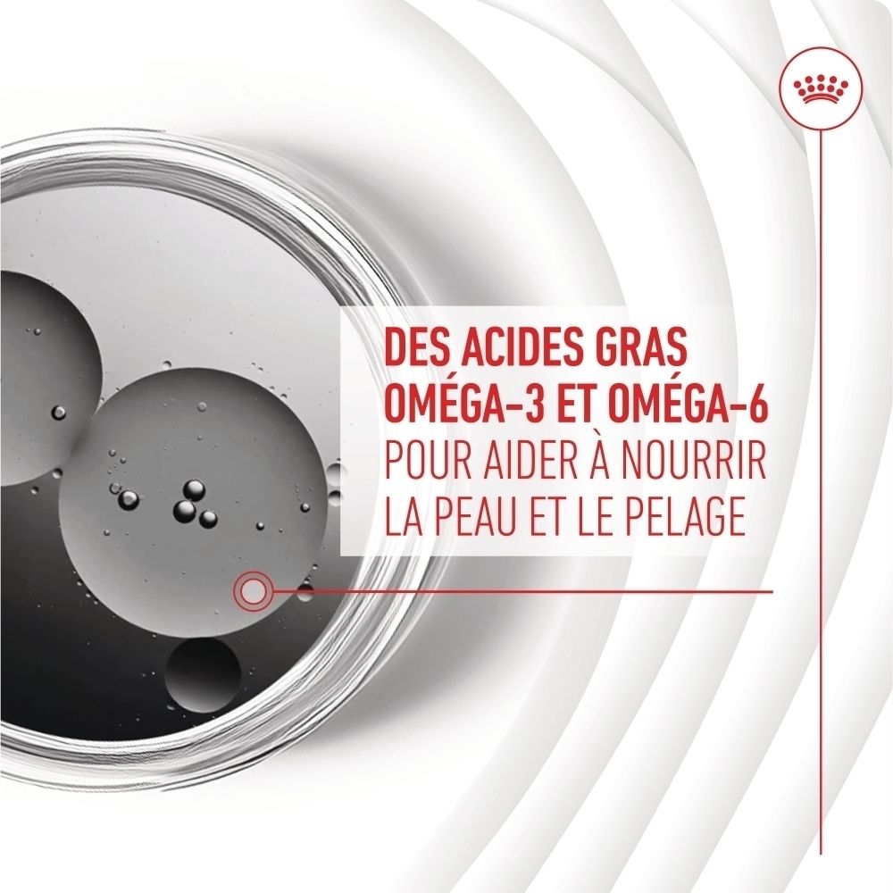 Acides gras oméga-3 et oméga-6 dans un bol pour nourrir la peau et le pelage.