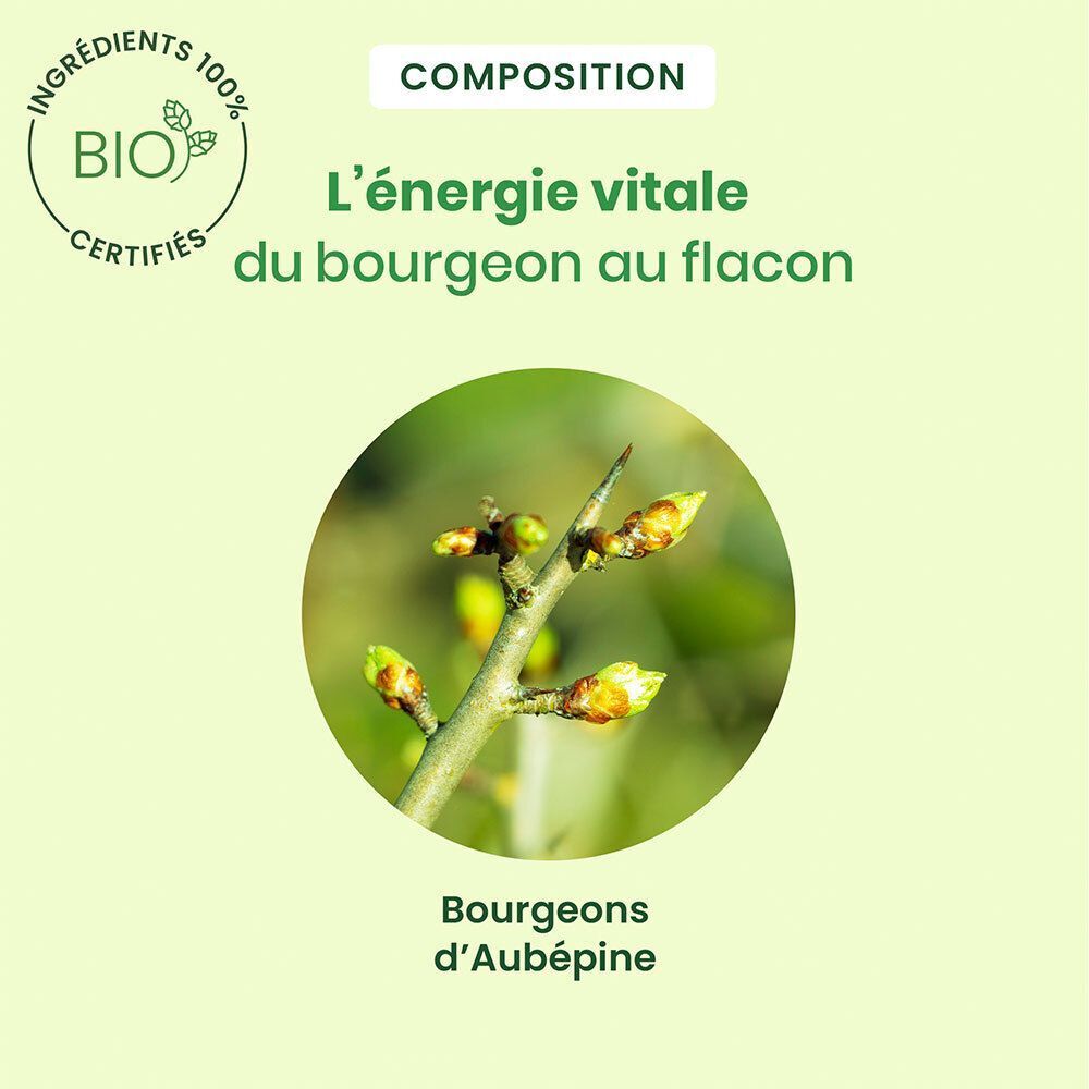 Gros plan sur des bourgeons d'Aubépine sur une branche. Certification bio. Fond vert.
