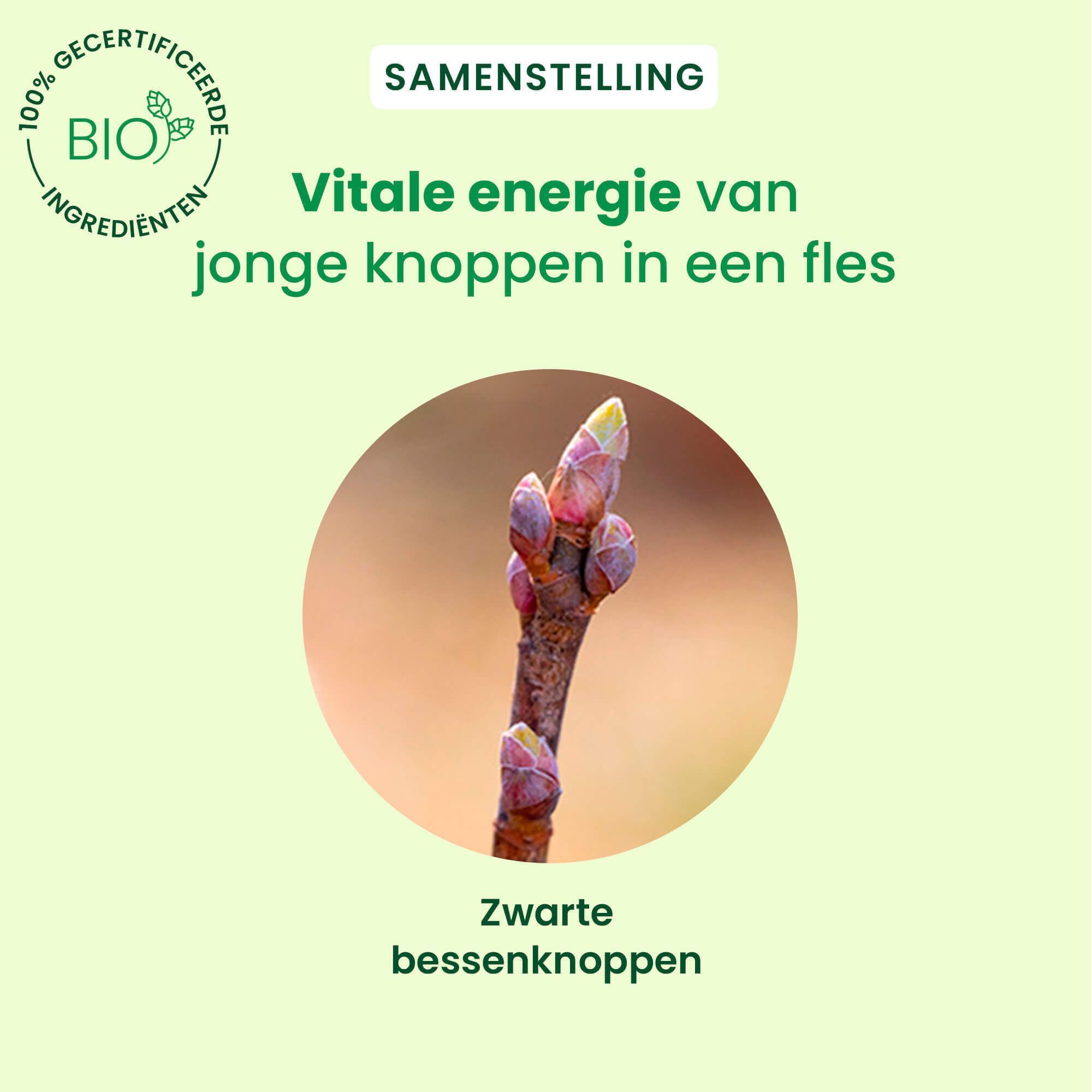 Close-up van zwarte bessenknoppen. Tekst: Vitale energie van de knop in een fles.