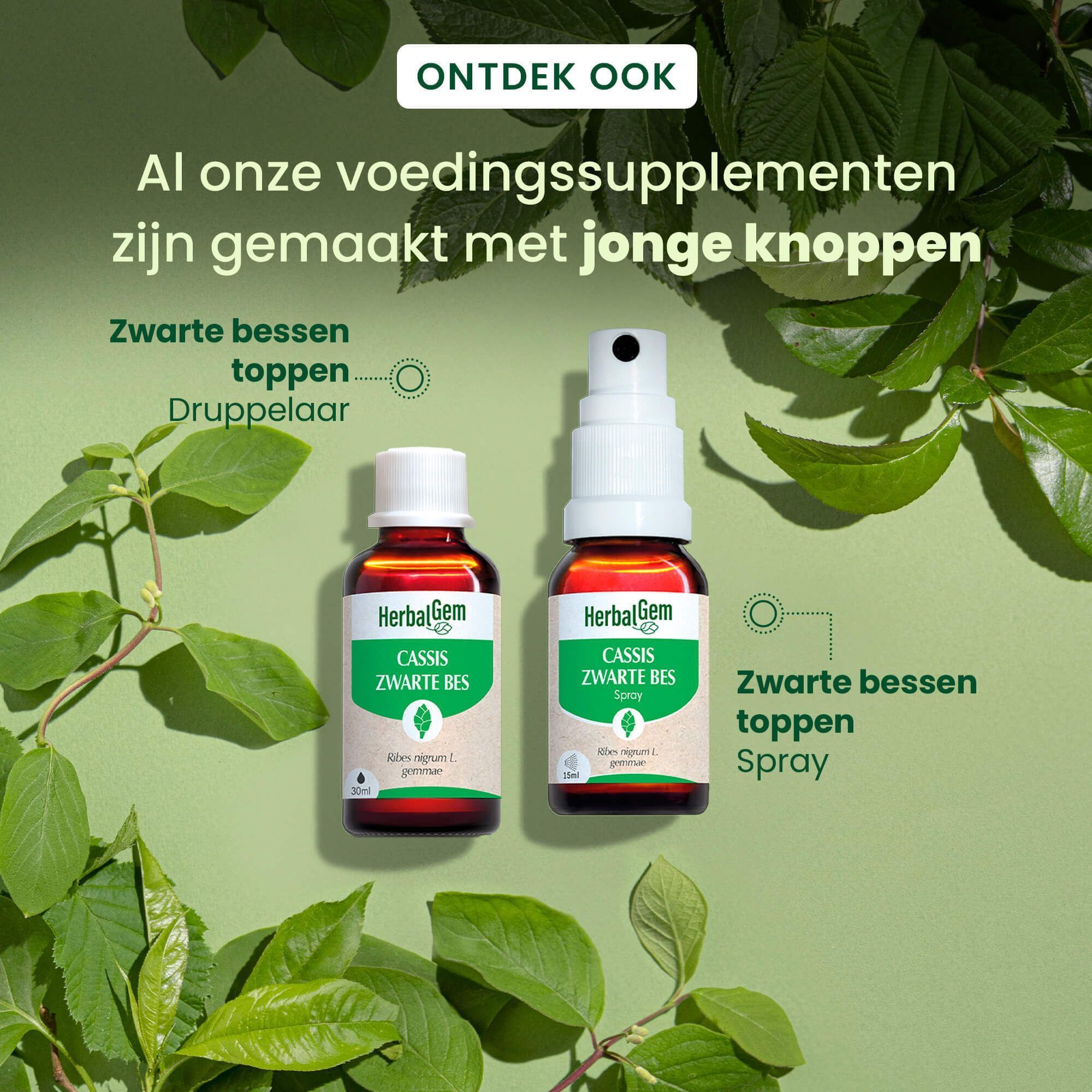 Twee flessen HerbalGem Cassis Bio en spray. Tekst: Voedingssupplementen op basis van verse knoppen.