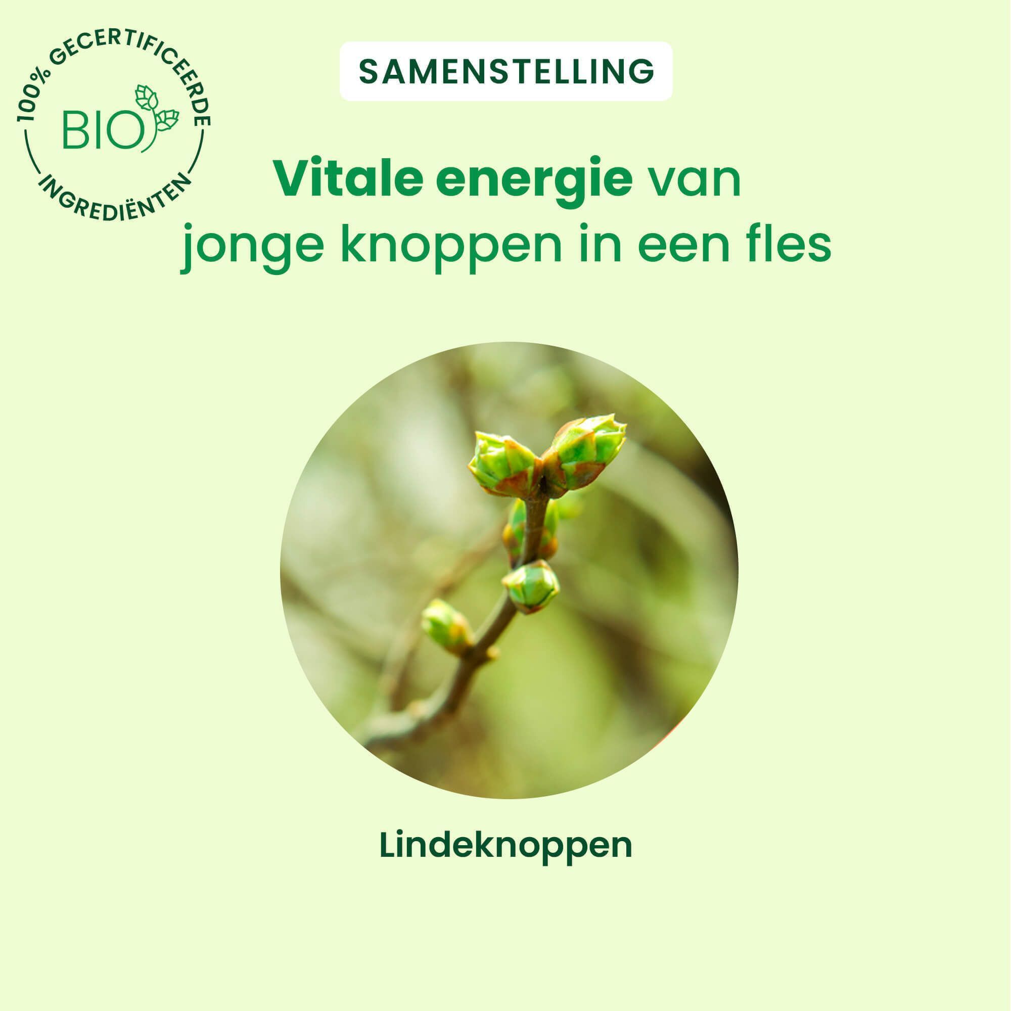 Close-up van lindeknoppen. Tekst: Vitale energie van jonge knoppen in een fles.