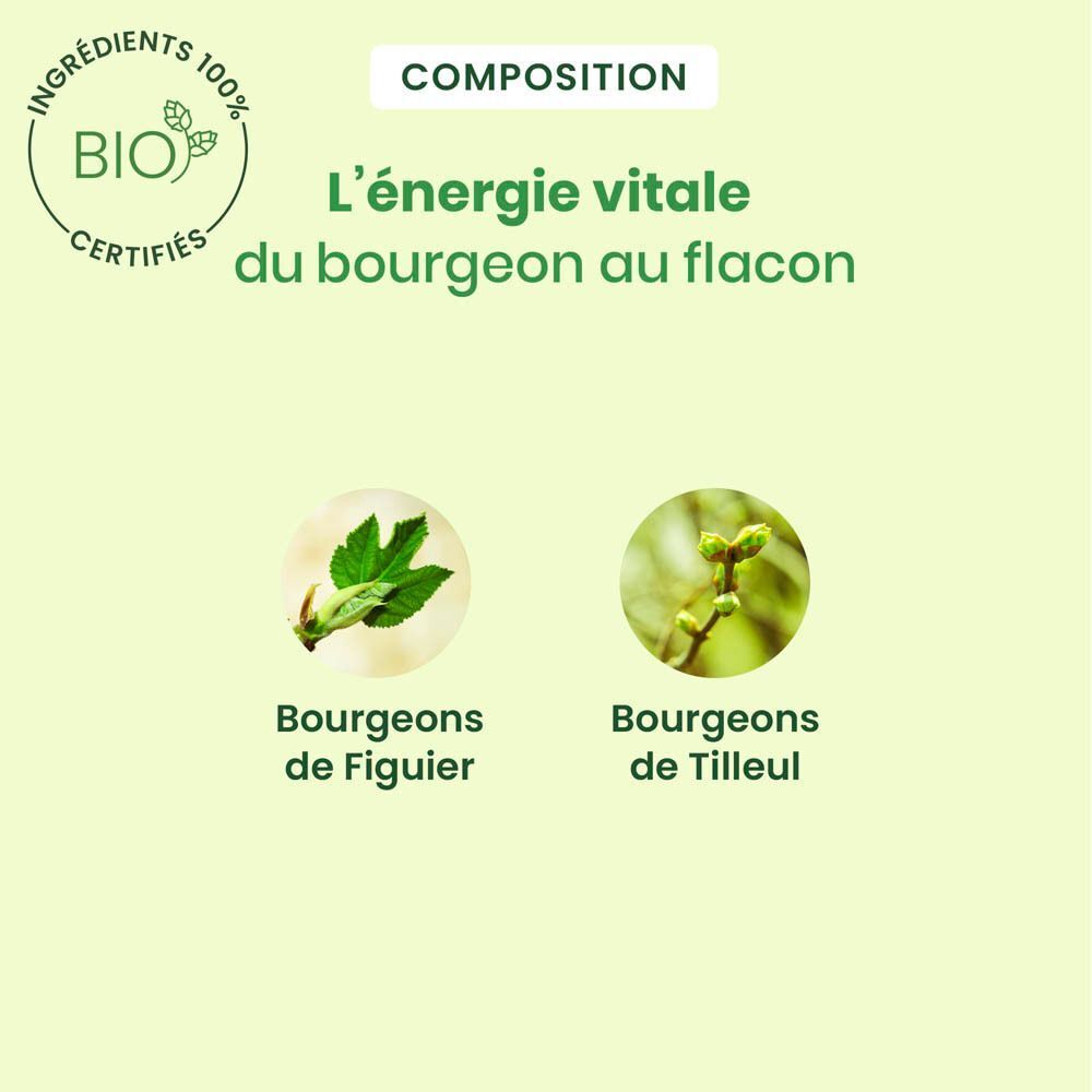 Graphique avec deux cercles : Bourgeons de Figuier et Bourgeons de Tilleul, avec feuilles et bourgeons.