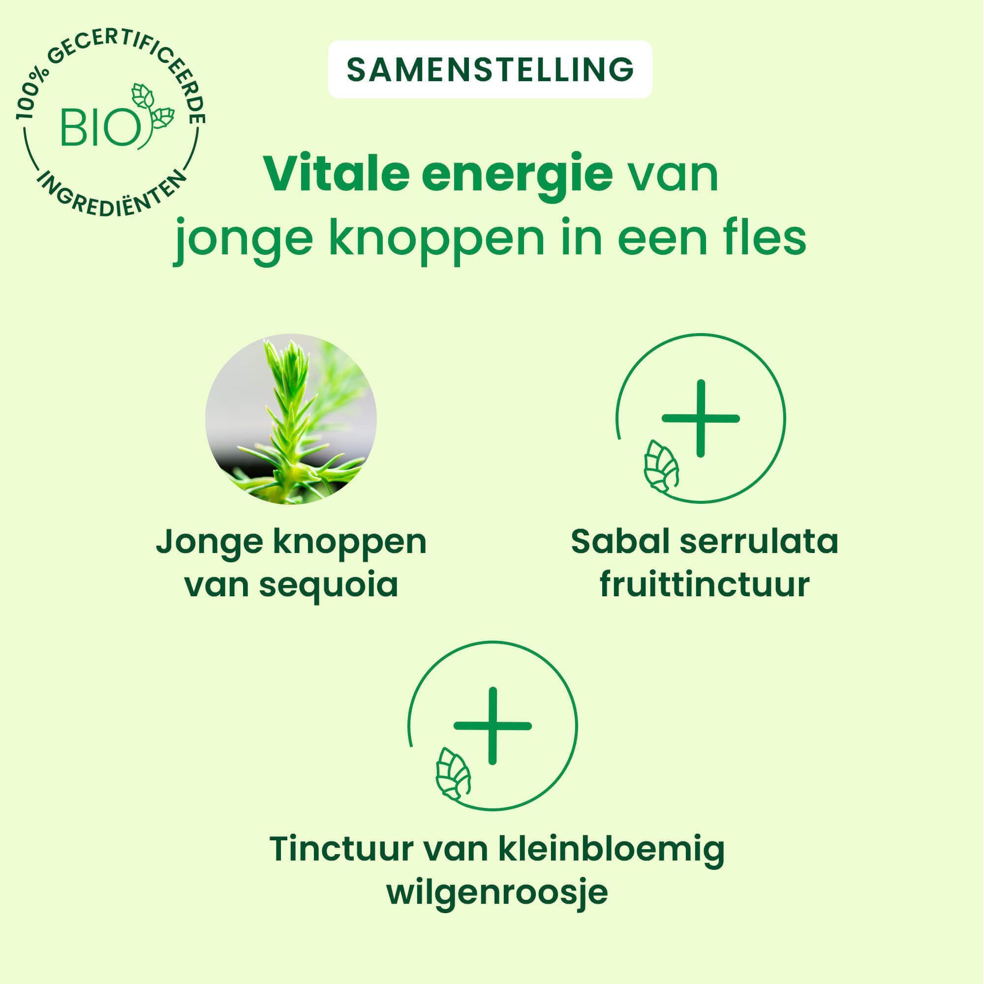 Grafiek met ingrediënten. Jonge knoppen van sequoia, Sabal serrulata, tinctuur van kleinbloemig wilgenroosje.