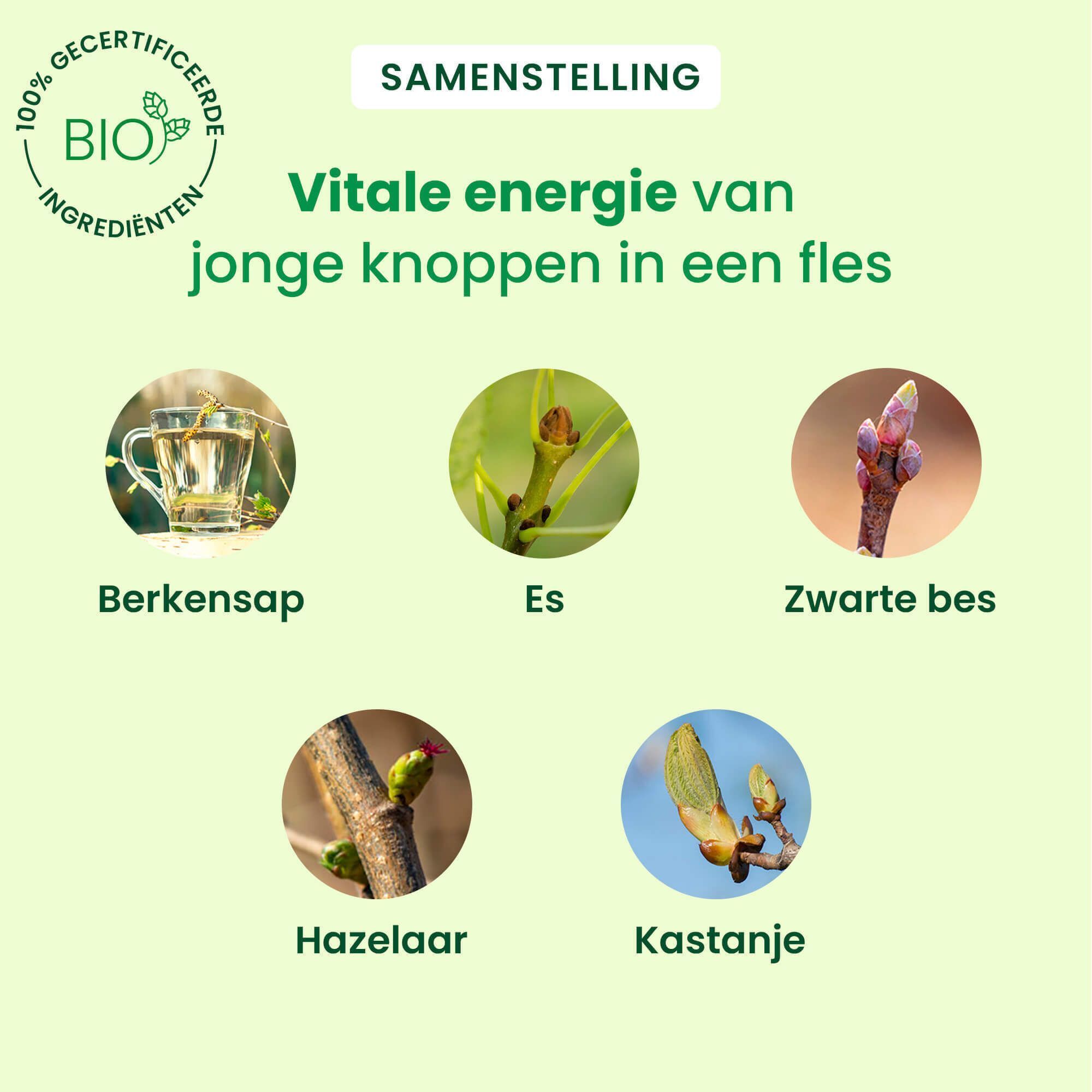 Vijf cirkels tonen verschillende knoppen en berkensap. "Vitale energie van jonge knoppen in een fles".