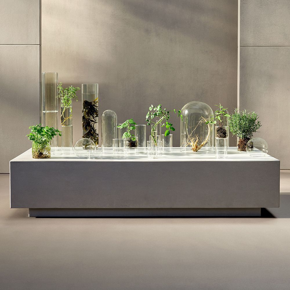 Verschillende planten in glazen containers op een grijs oppervlak.