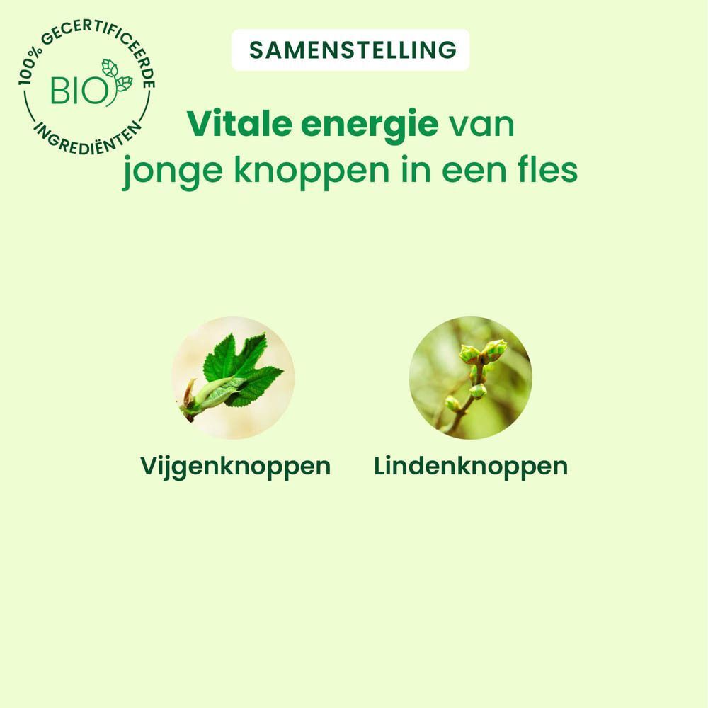 Twee ingrediënten: vijgenknoppen en lindeknoppen. Groene achtergrond.