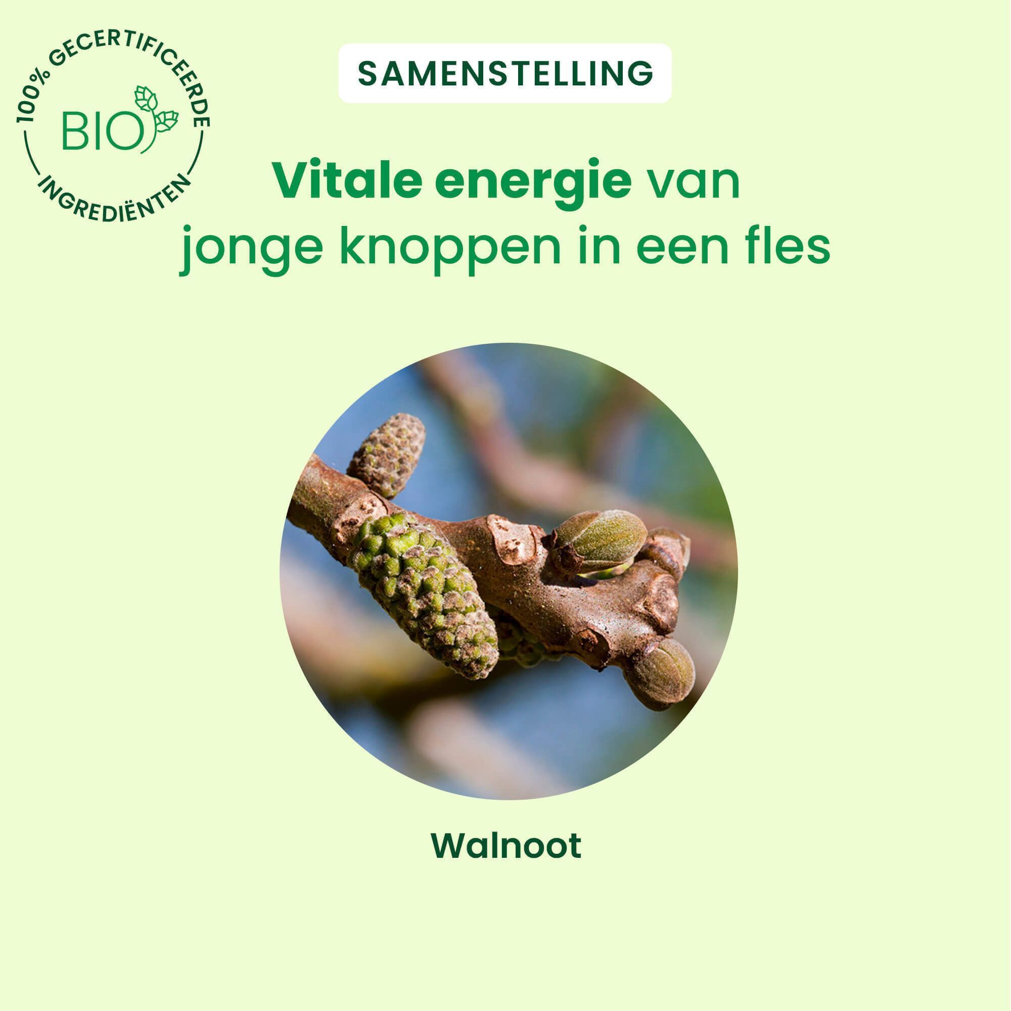 Close-up van walnootknoppen. Tekst: Vitale energie van jonge knoppen in een fles.