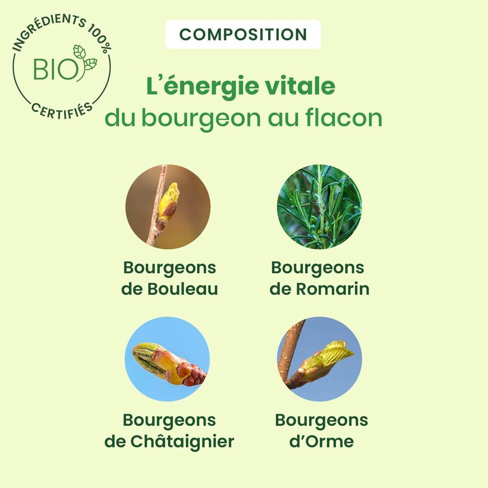Images de bourgeons : bouleau, romarin, châtaignier, orme. Texte : L'énergie vitale du bourgeon au flacon.
