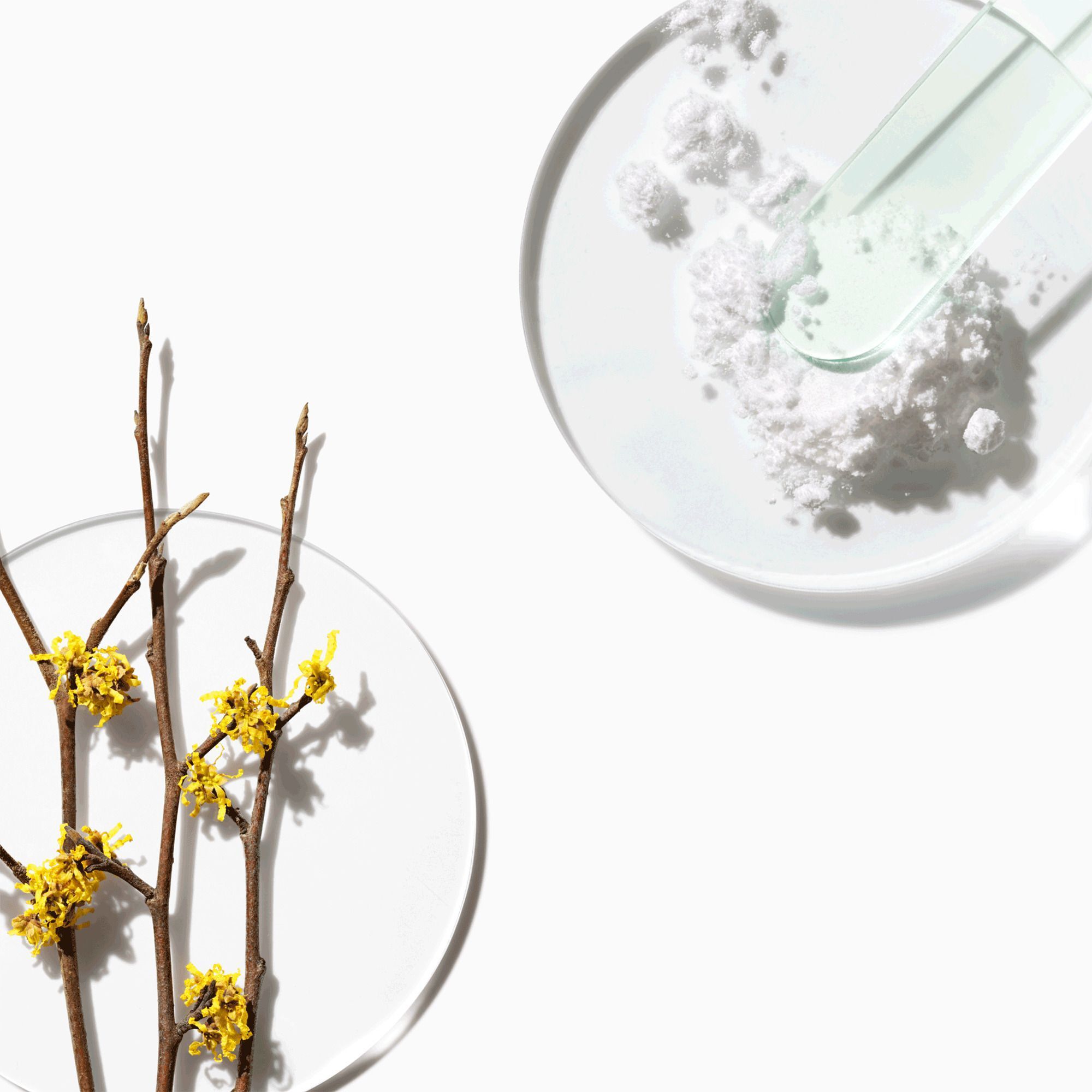 Deux boîtes de Pétri avec poudre blanche et spatule, à côté d'une branche à fleurs jaunes.