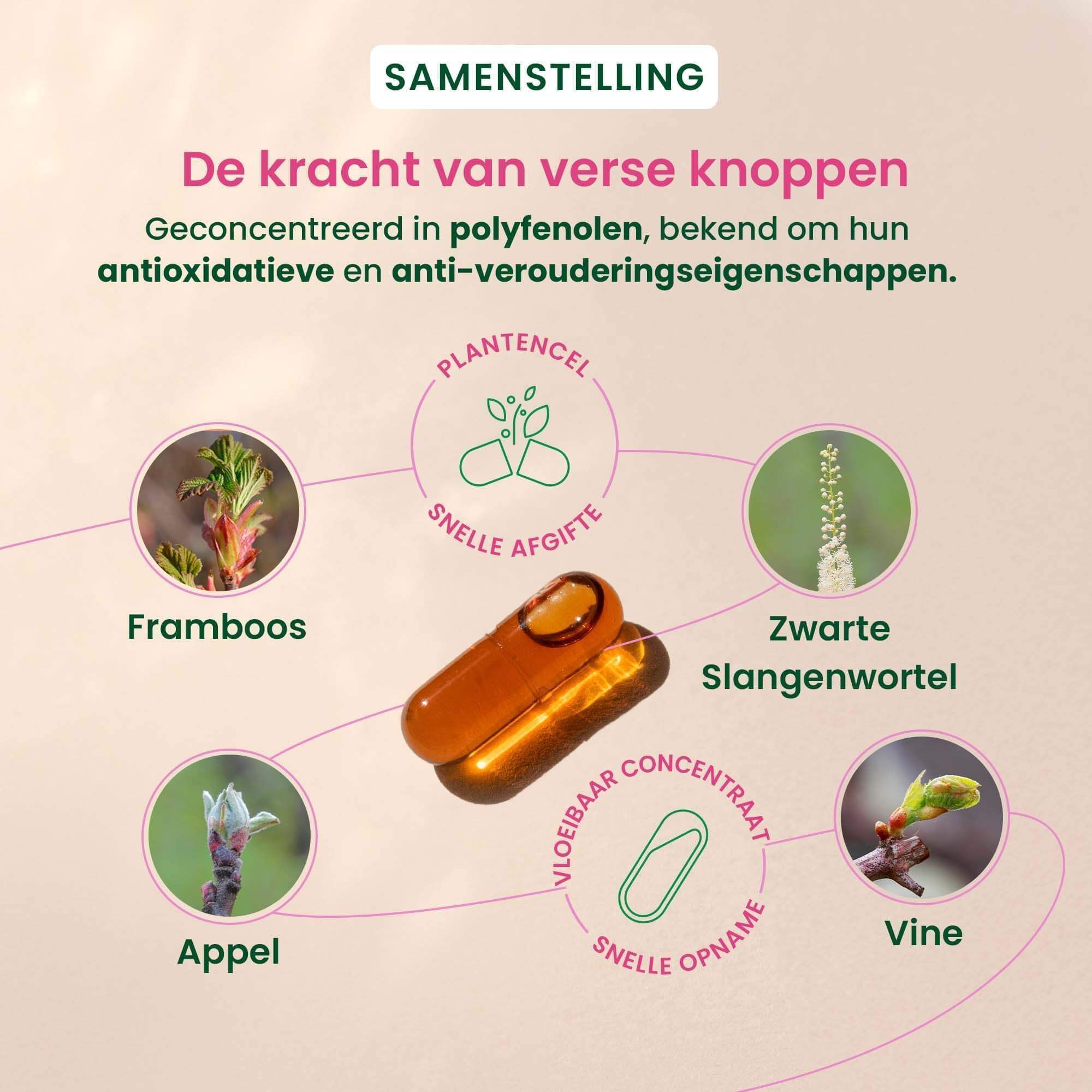 Grafiek met planten en capsules. Ingrediënten: Framboos, Appel, Zwarte Slangenwortel, Wijnstok.