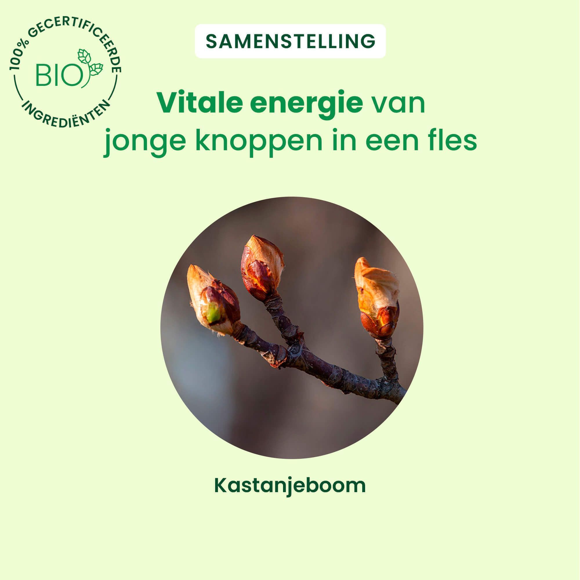 Close-up van paardenkastanjeknoppen. Tekst: Vitale energie van jonge knoppen in een fles.