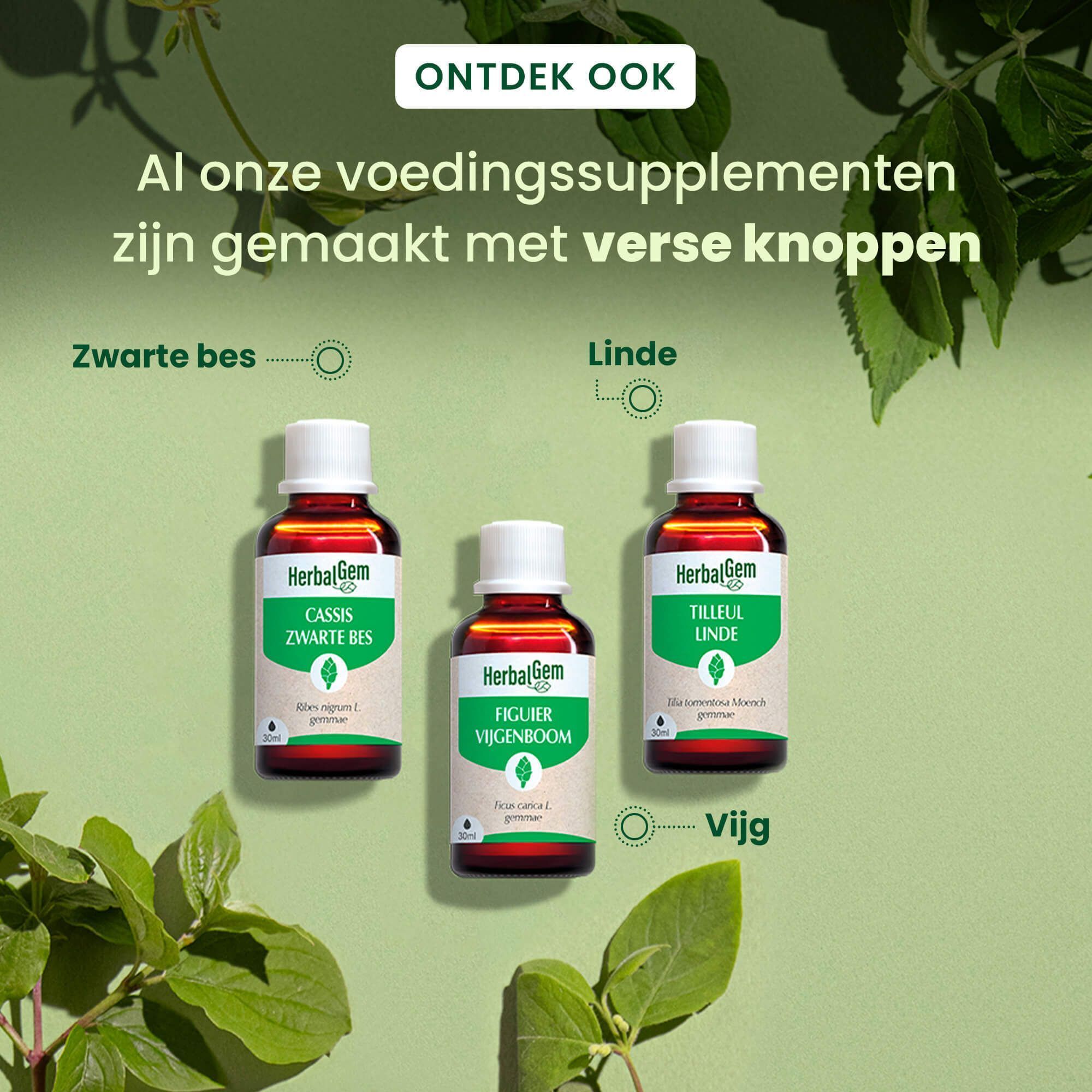 Drie flessen HerbalGem voedingssupplementen. Cassis, Vijg, Linde. Tekst: Al onze voedingssupplementen zijn gemaakt met verse knoppen.