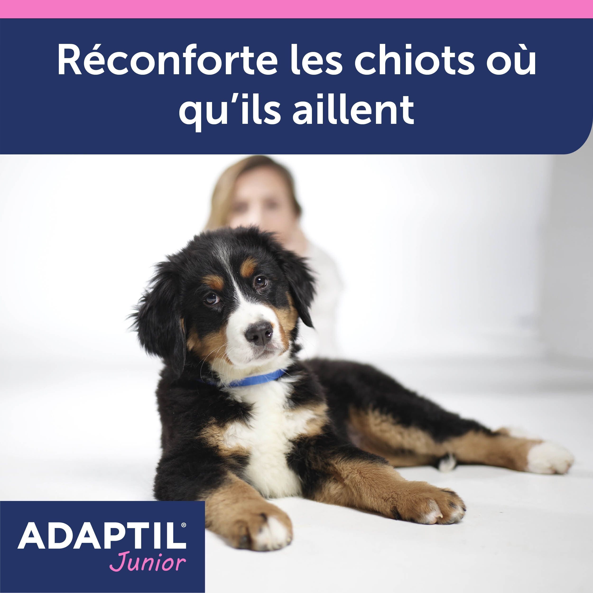 Un chiot portant un collier Adaptil Junior bleu est allongé au sol.