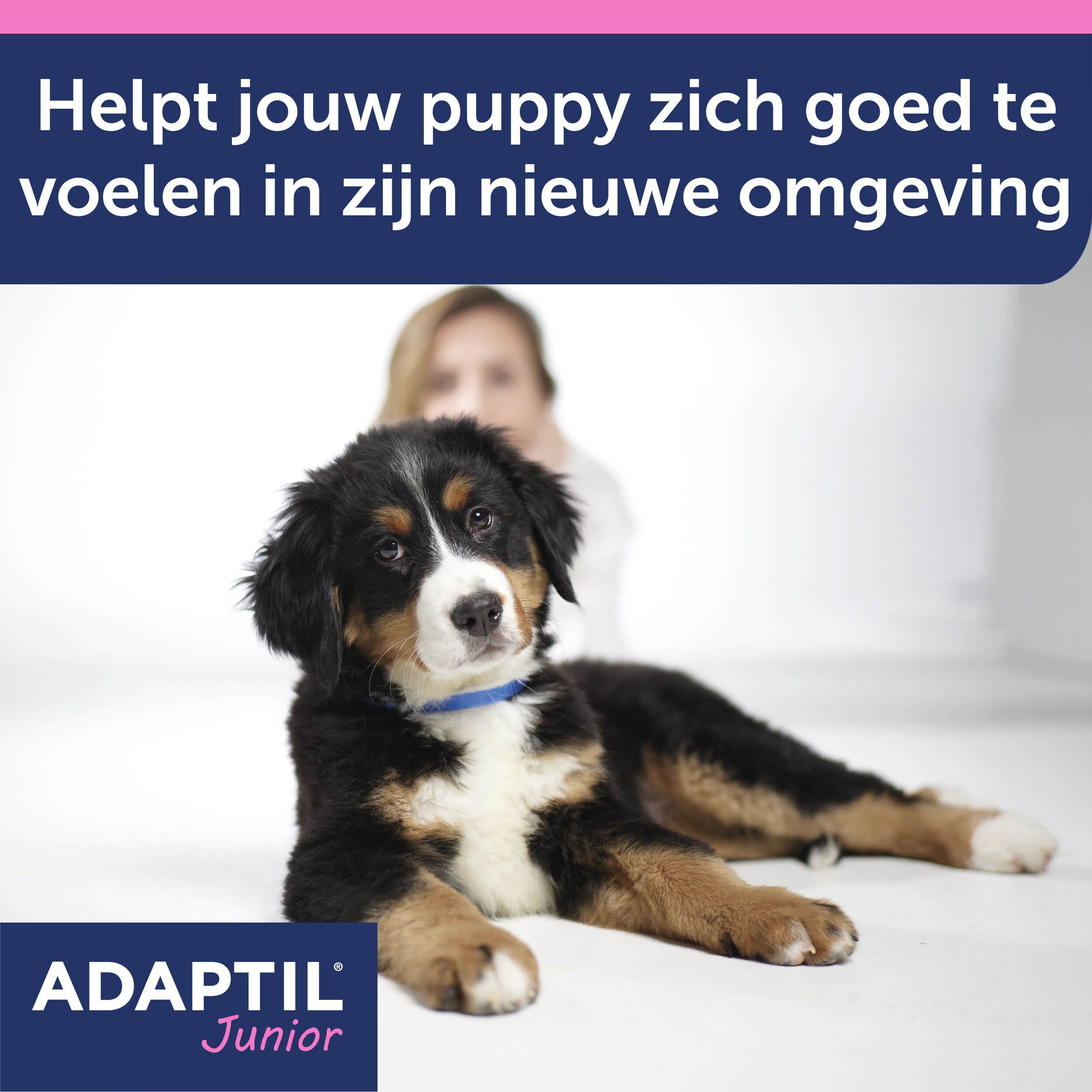 Een puppy met een blauwe Adaptil Junior halsband ligt op de grond.