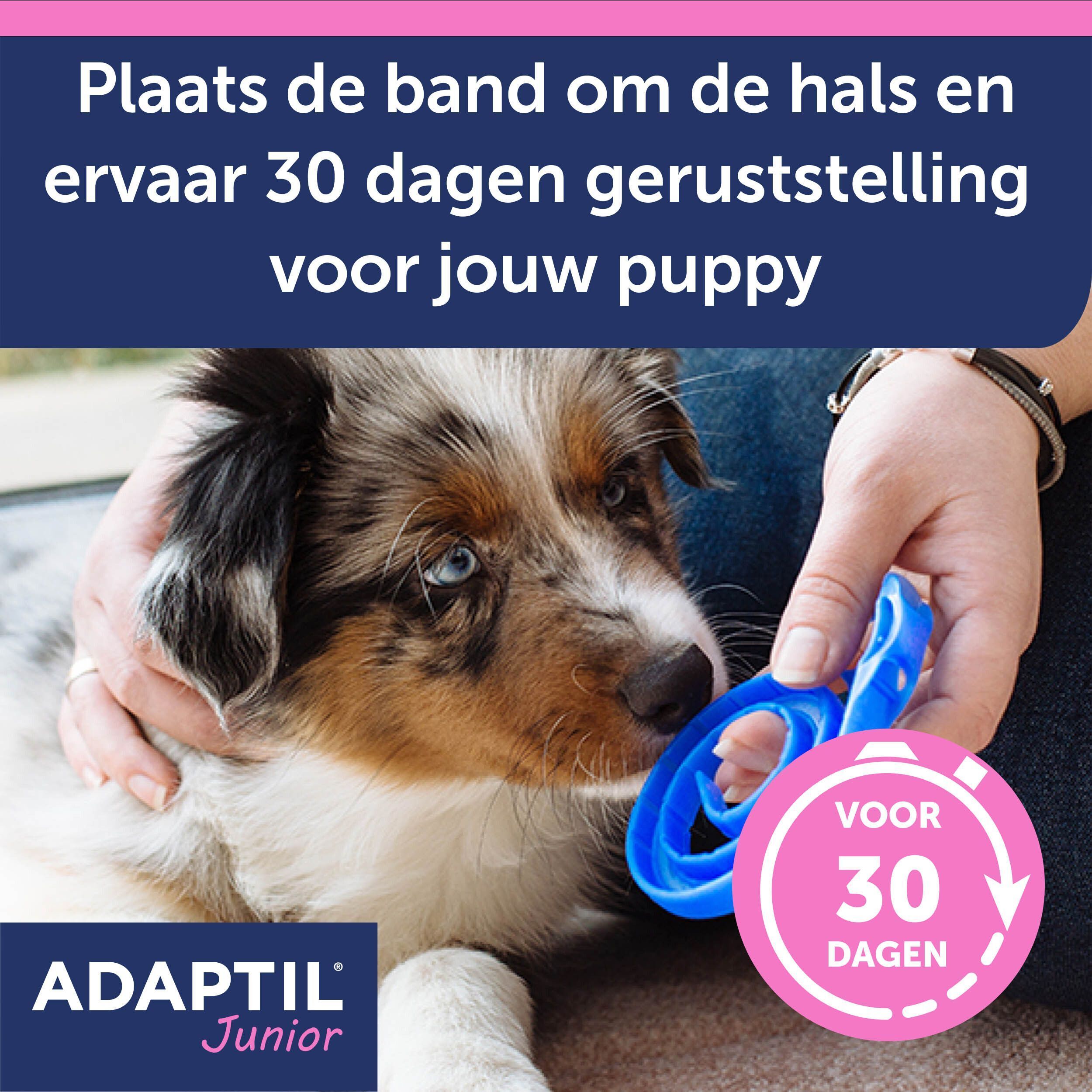 Een gestileerde afbeelding van een hond met een blauwe Adaptil Junior halsband.