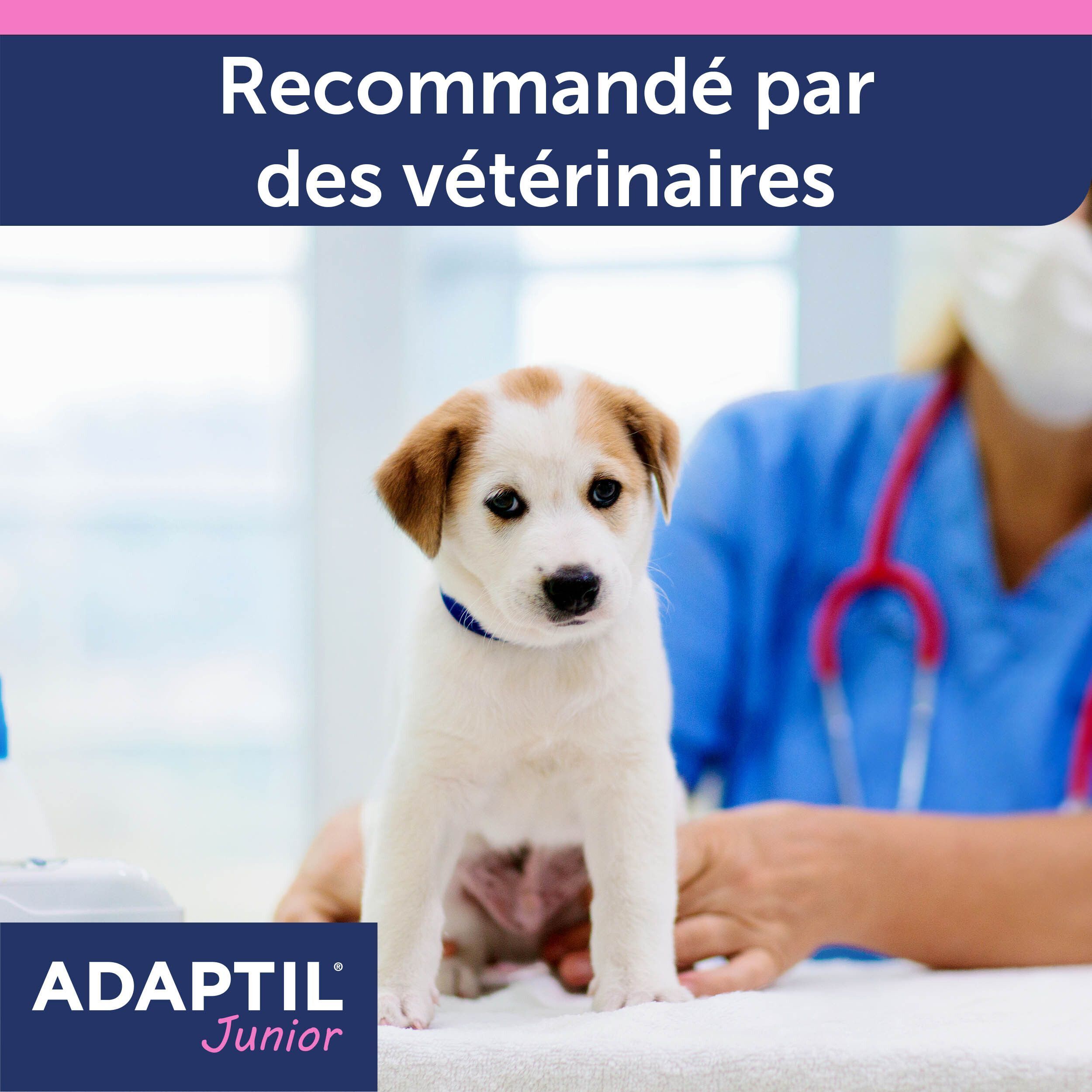 Un chiot est assis sur une table d'examen chez un vétérinaire.