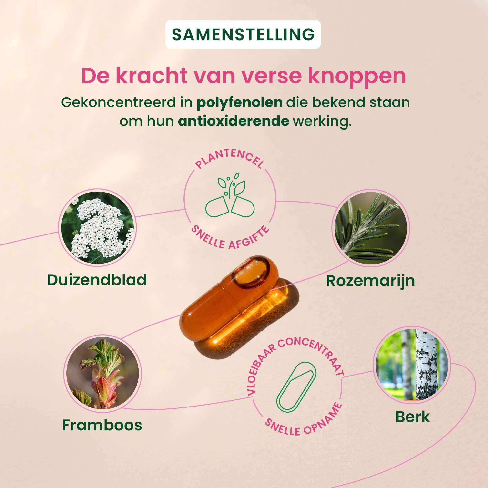 Ingrediënten HerbalGem: Duizendblad, Rozemarijn, Berk, Framboos.
