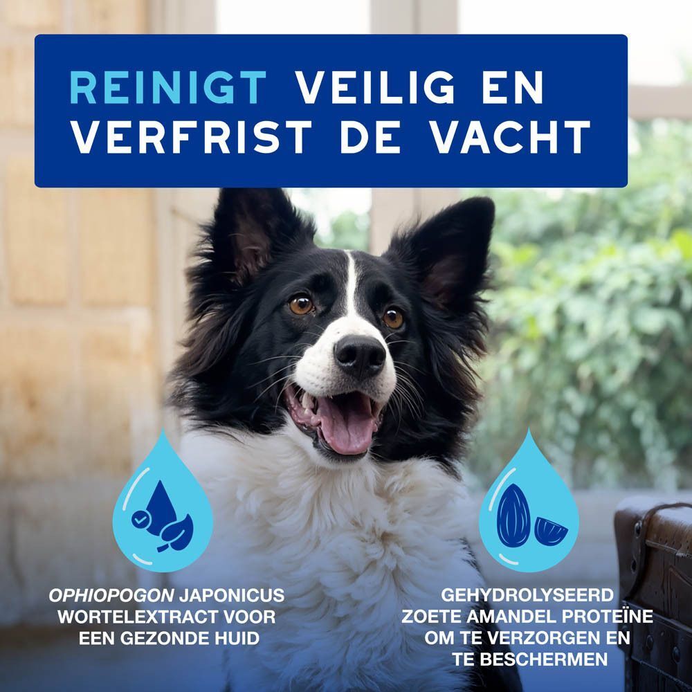 Een Border Collie met geopende bek voor een lichte achtergrond. Blauwe druppels met bladeren en amandelen.