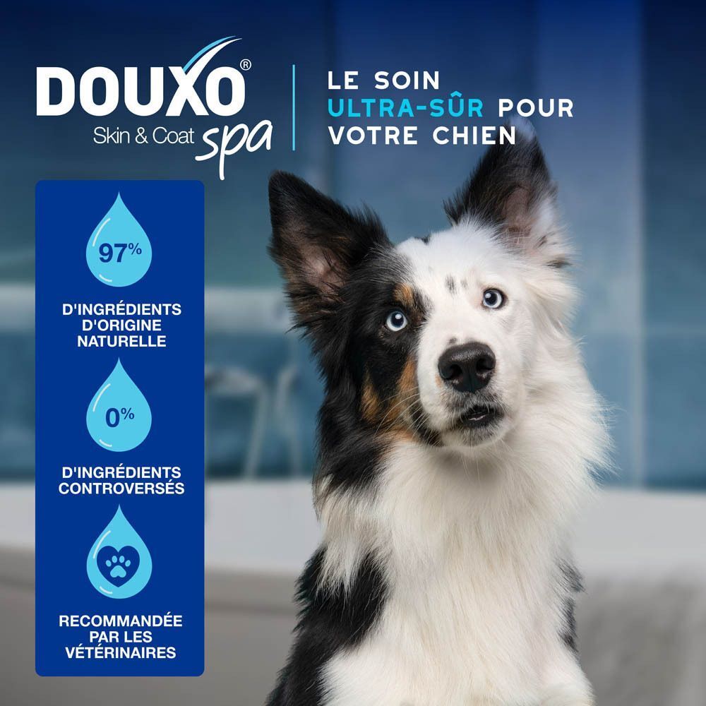 Un Border Collie aux yeux bleus. À gauche, un champ bleu avec des pourcentages et des symboles.
