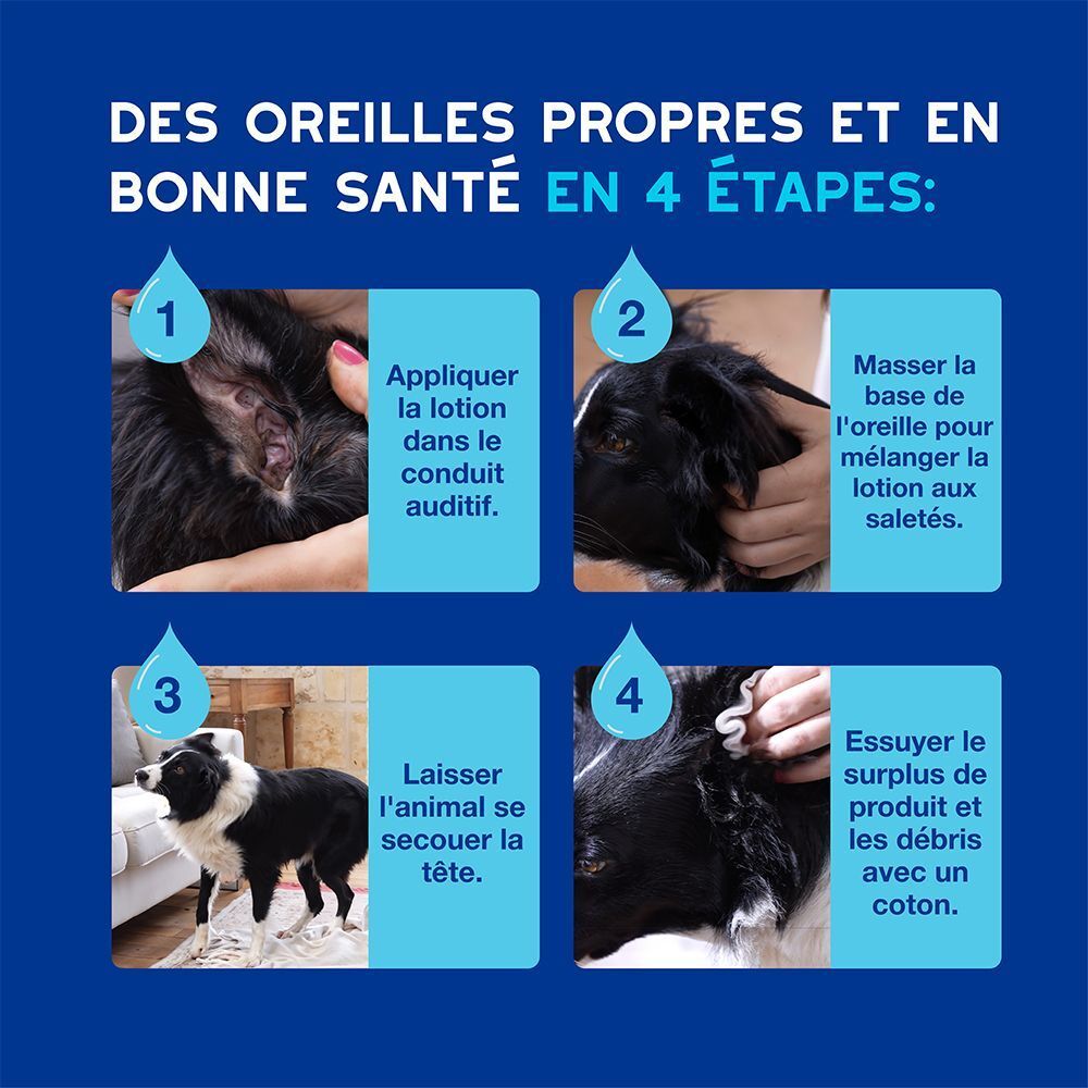 Quatre étapes pour nettoyer les oreilles de chien avec le nettoyant auriculaire Douxo.