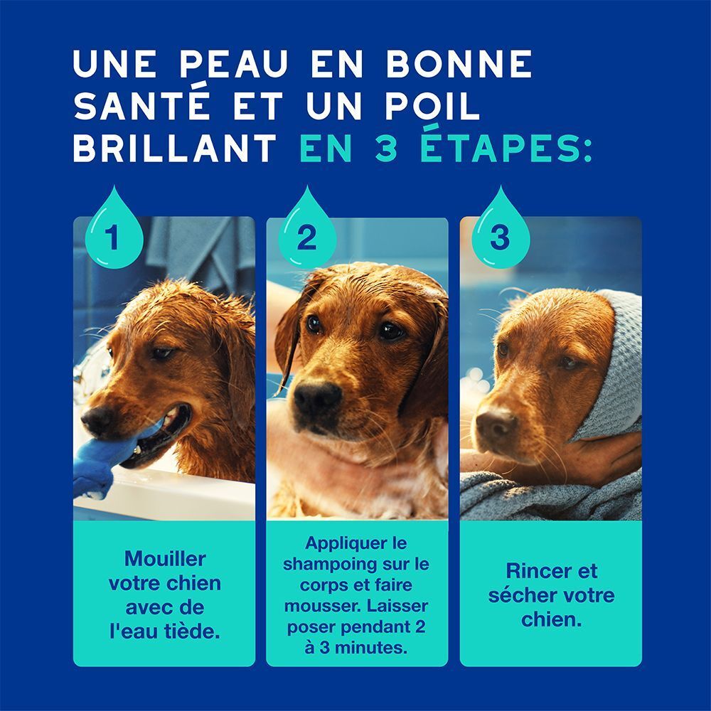 Trois étapes pour le toilettage d'un chien : mouiller, appliquer le shampoing, rincer.