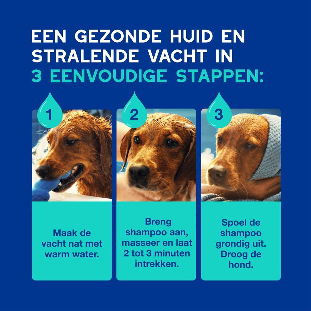 Drie stappen voor de vachtverzorging van een hond: nat maken, shampoo aanbrengen, uitspoelen.