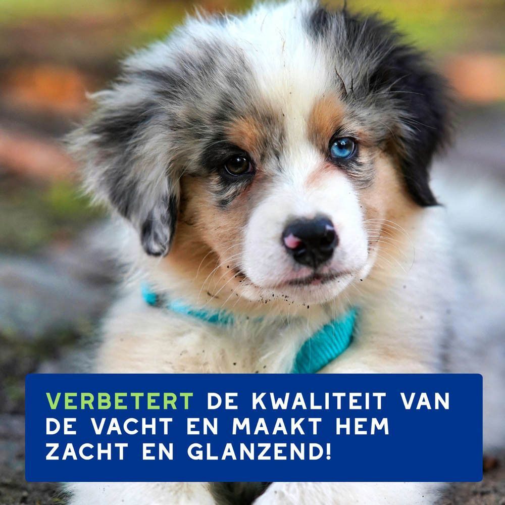 Een schattige puppy met een zachte, glanzende vacht.