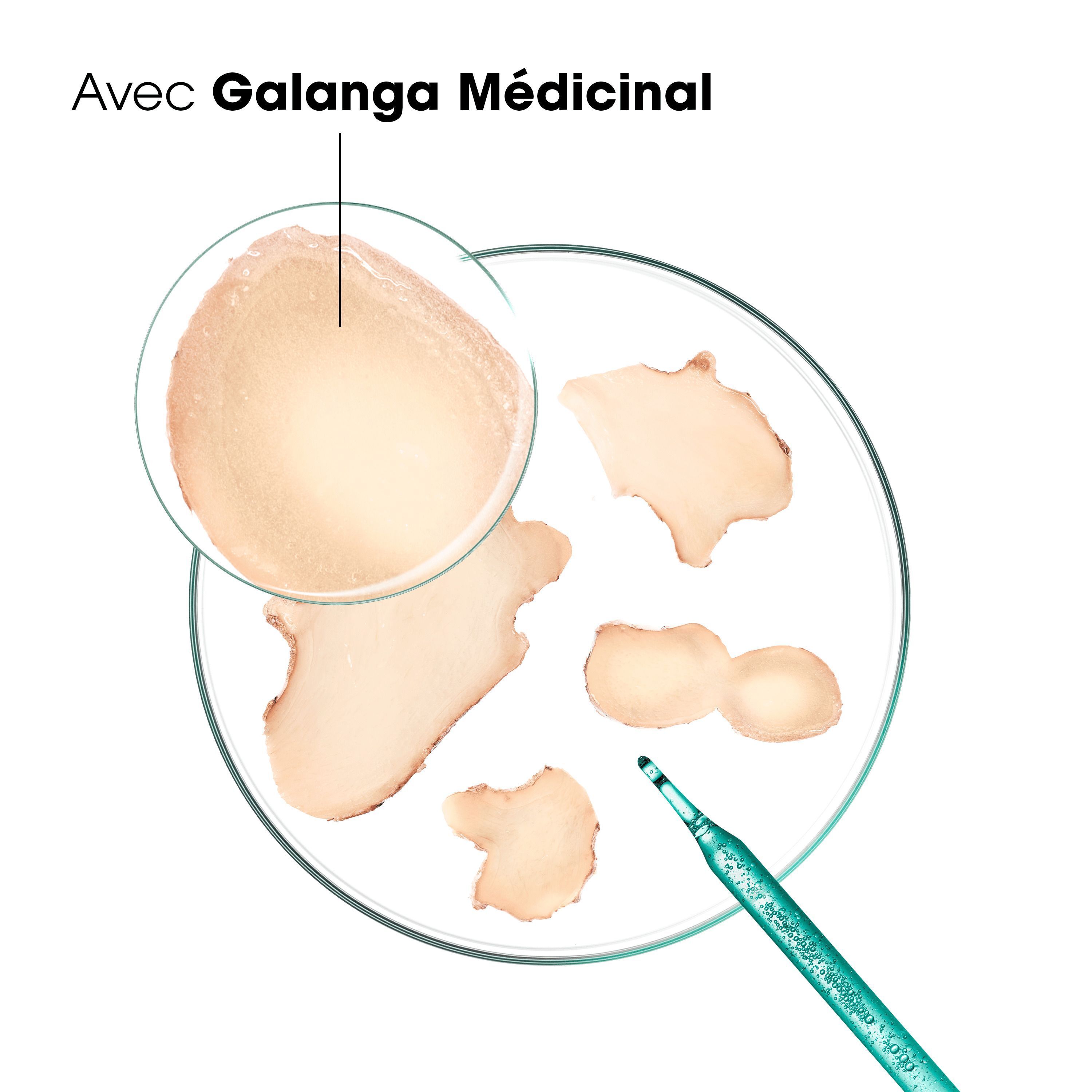 Racines de Galanga dans une boîte de Pétri, ingrédient du Klorane Traitement Anti-Démangeaisons.