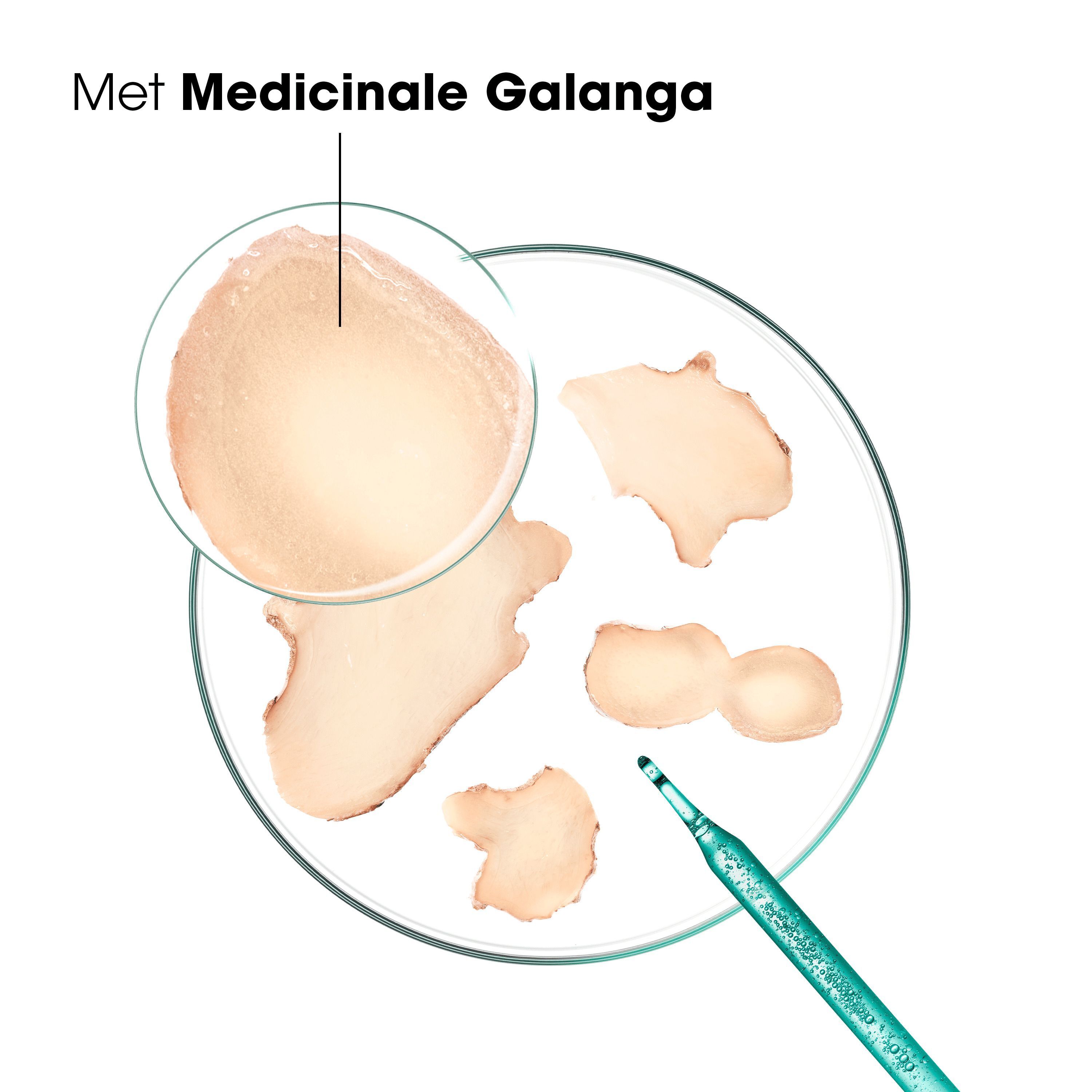 Stukken galanga wortel in petrischaal, met pipet. Tekst: Met medicinale galanga.