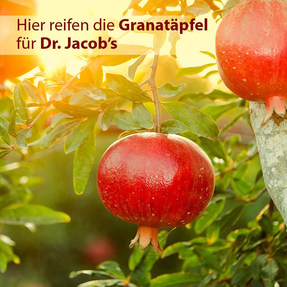 Granaatappelboom met rijpe vruchten. Tekst: Hier rijpen de granaatappels voor Dr. Jacob's.
