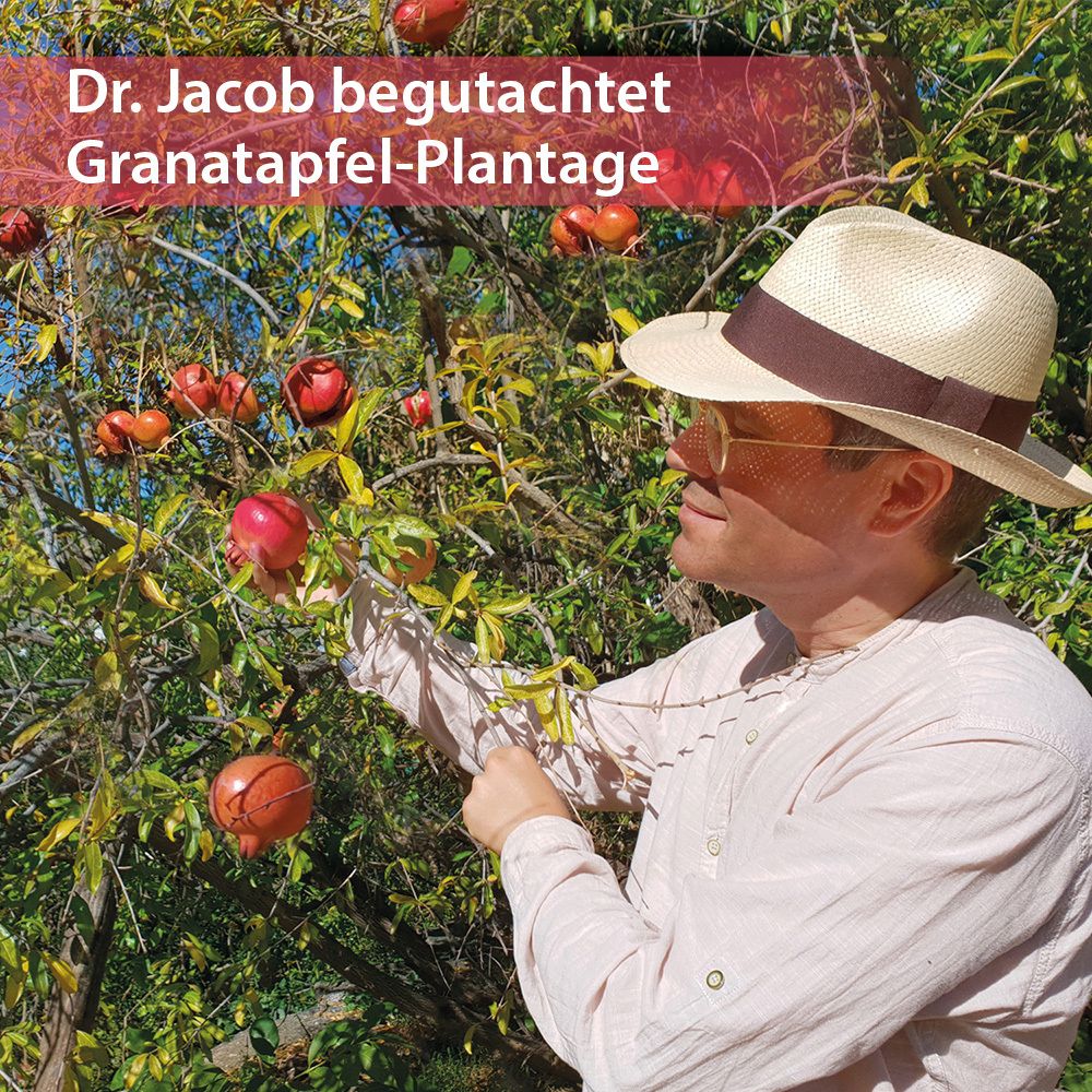Man inspecteert granaatappels aan een boom. Tekst: Dr. Jacob inspecteert de granaatappelplantage.