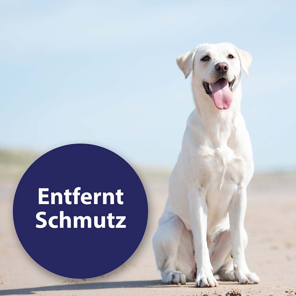 Witte labrador zit op het strand. Een blauwe cirkel met witte tekst "Entfernt Schmutz" is links.