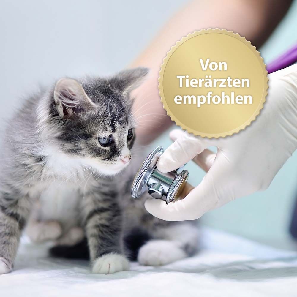 Kitten onderzocht door dierenarts met stethoscoop. Sticker met tekst: Aanbevolen door dierenartsen.